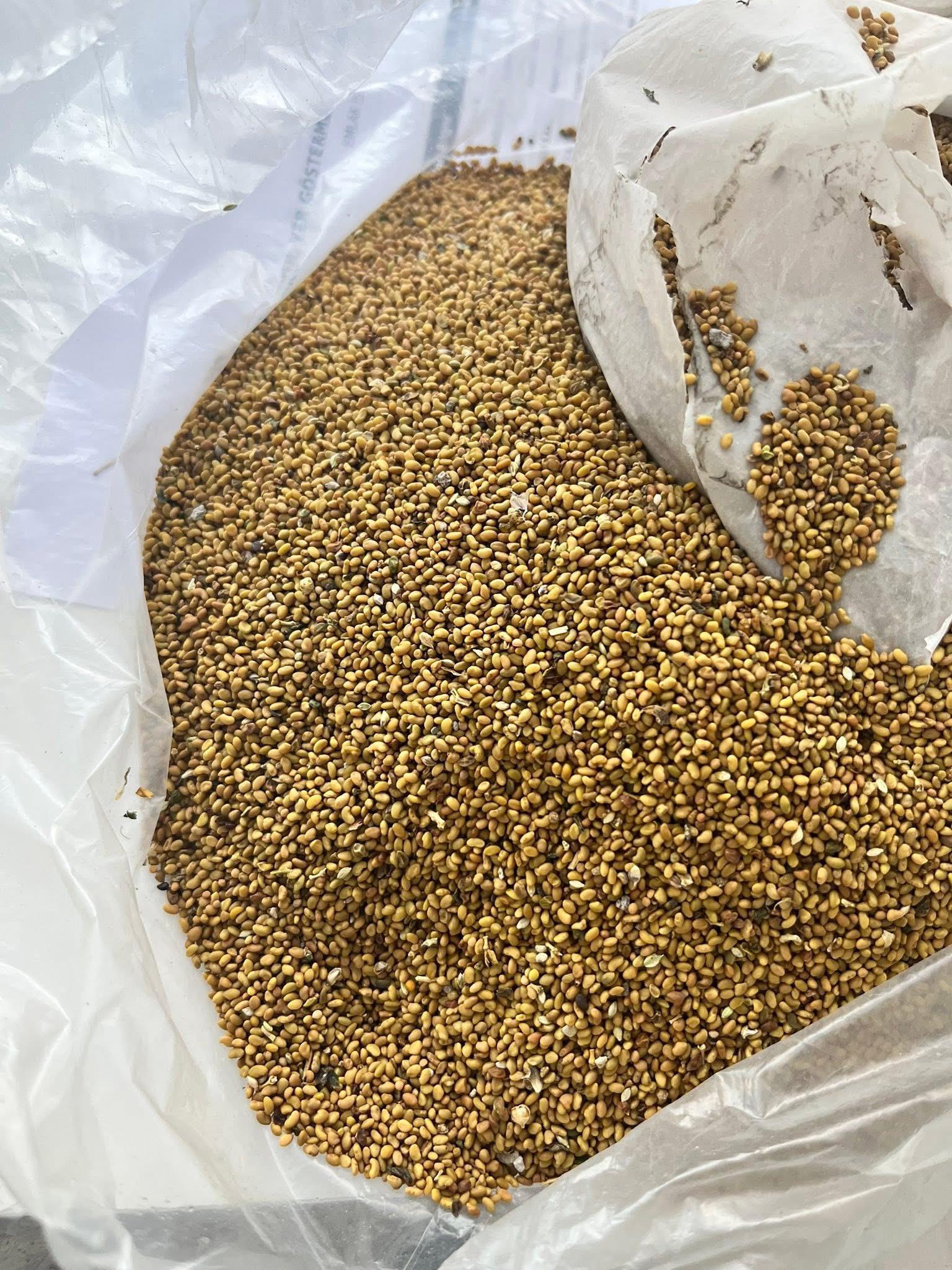 Kayseri Develi Satılık Yonca tohumu