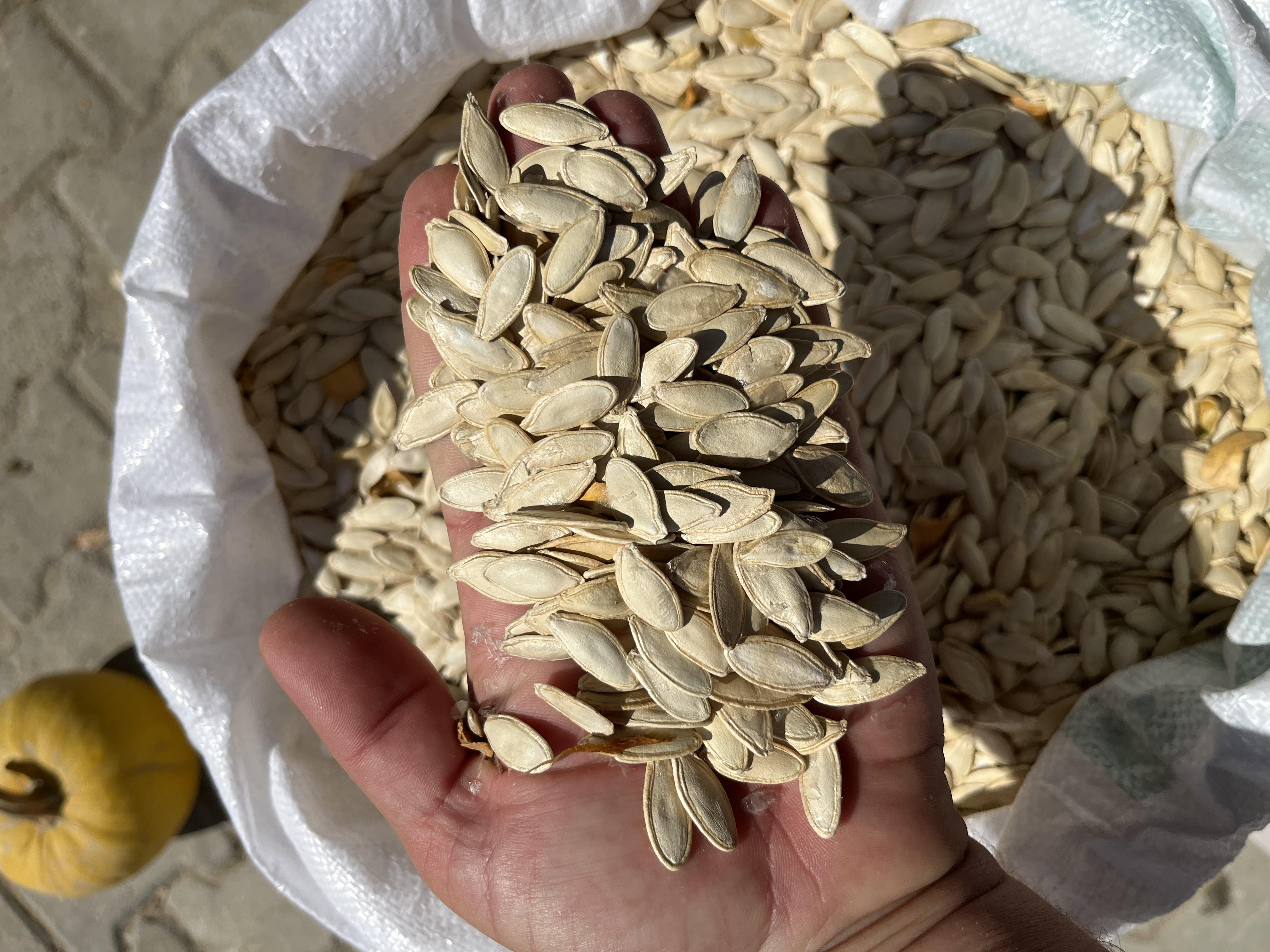 Kabak Çekirdeği - Mehmet Çakır tarafından verilen satılık kabak çekirdeği ilanını ve diğer satılık kabak çekirdeği ilanlarını tarimziraat.com adresinde bulabilirsiniz