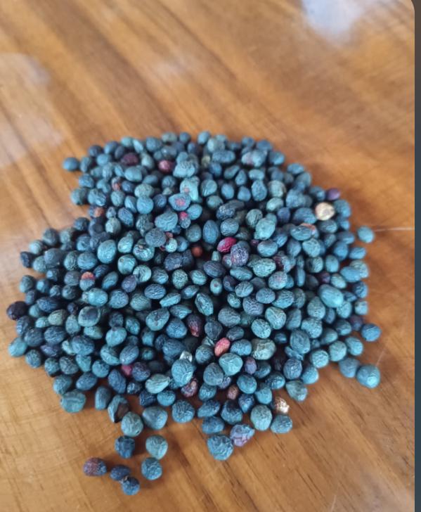 Menengiç - Hayrullah Uncu tarafından verilen satılık menengiç ilanını ve diğer satılık menengiç ilanlarını tarimziraat.com adresinde bulabilirsiniz