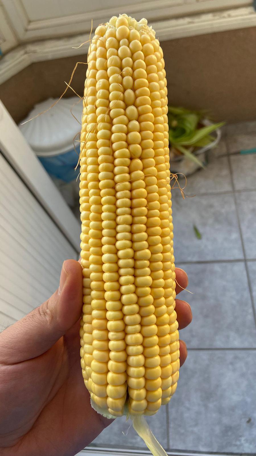 Amasya Merzifon Satılık Mısır Silajı