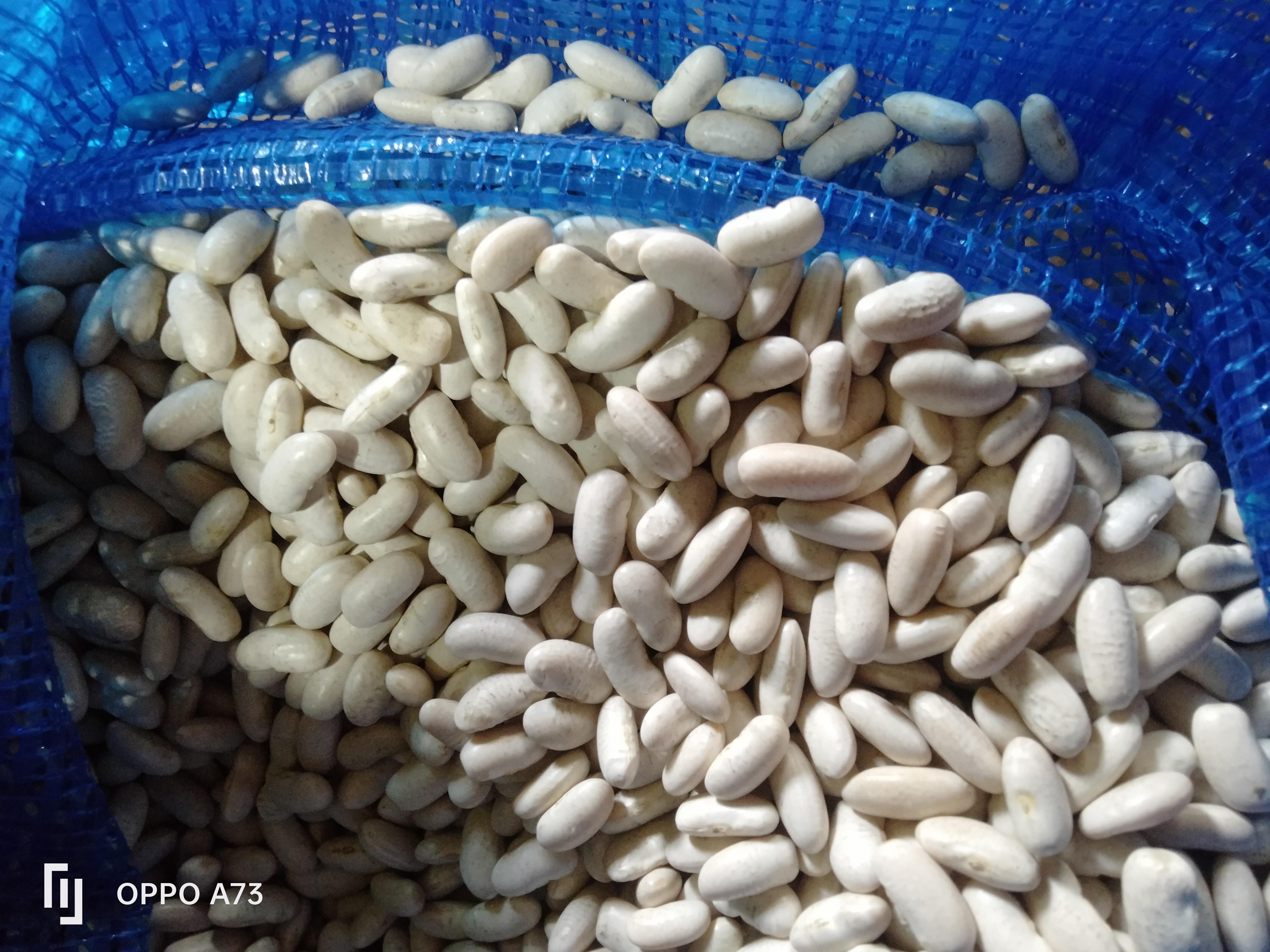 Balıkesir Manyas Satılık Kuru Fasulye tohumu