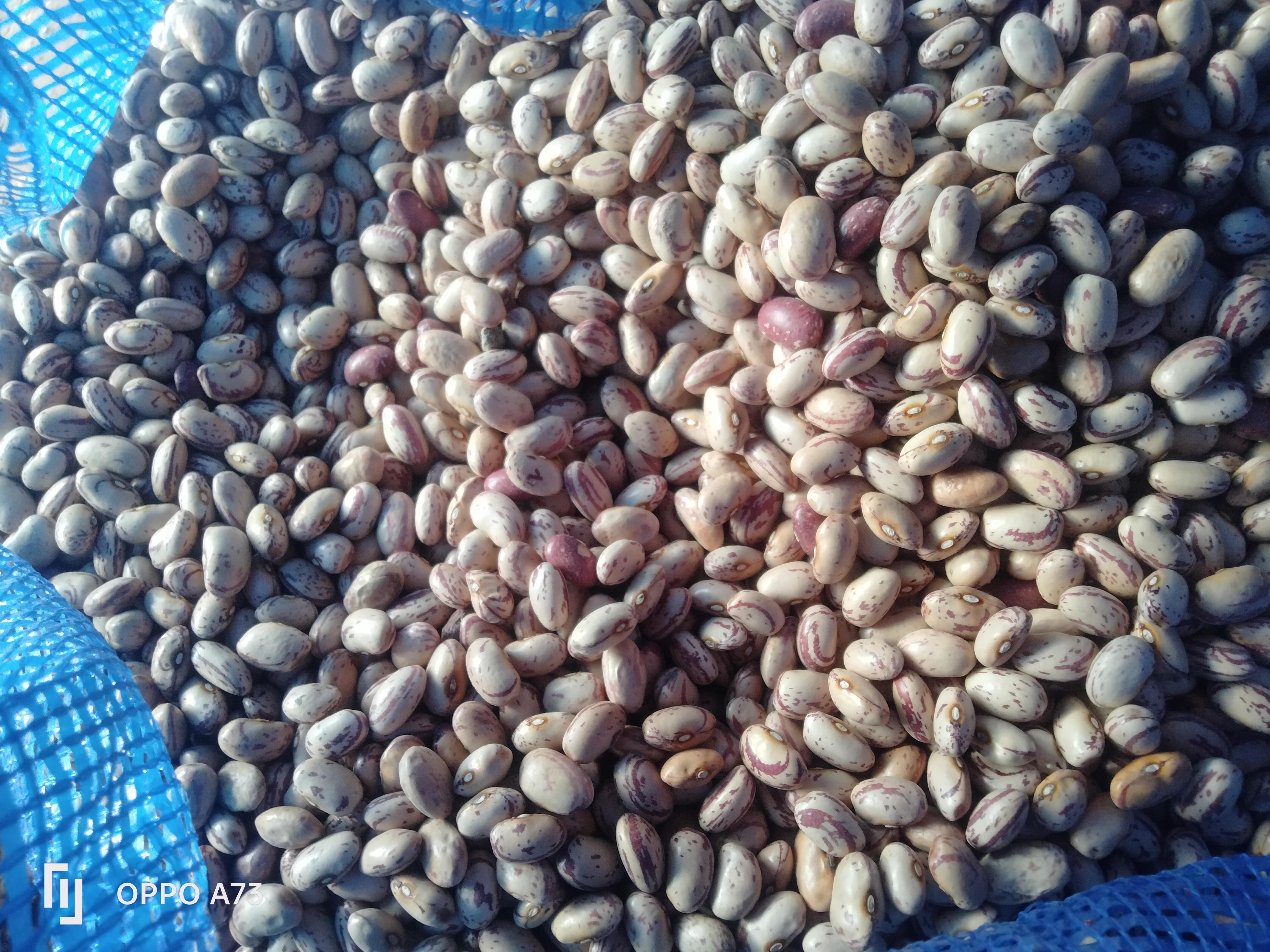 Balıkesir Manyas Satılık Barbunya fasulye tohumu