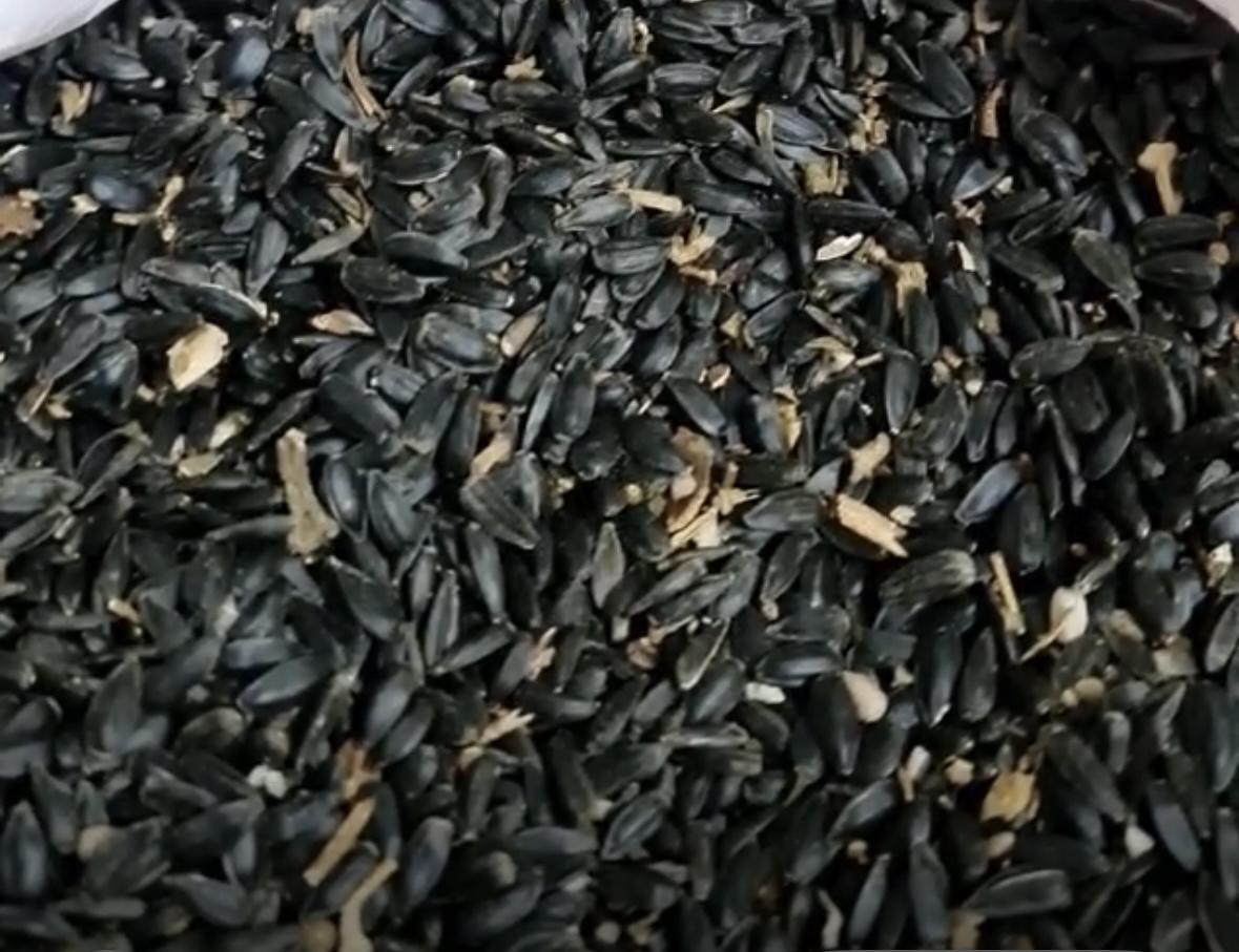 Ayçiçeği (Yağlık) - Yalcın Coldas tarafından verilen satılık ayçiçeği (yağlık) ilanını ve diğer satılık ayçiçeği (yağlık) ilanlarını tarimziraat.com adresinde bulabilirsiniz