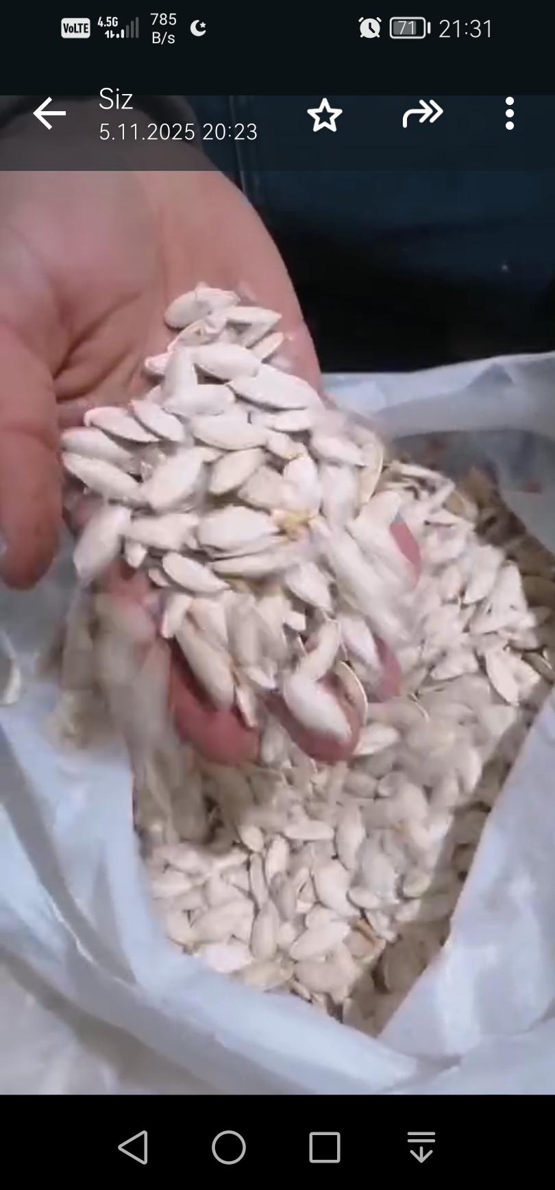 Kabak Çekirdeği - Avni Uçar tarafından verilen satılık kabak çekirdeği ilanını ve diğer satılık kabak çekirdeği ilanlarını tarimziraat.com adresinde bulabilirsiniz