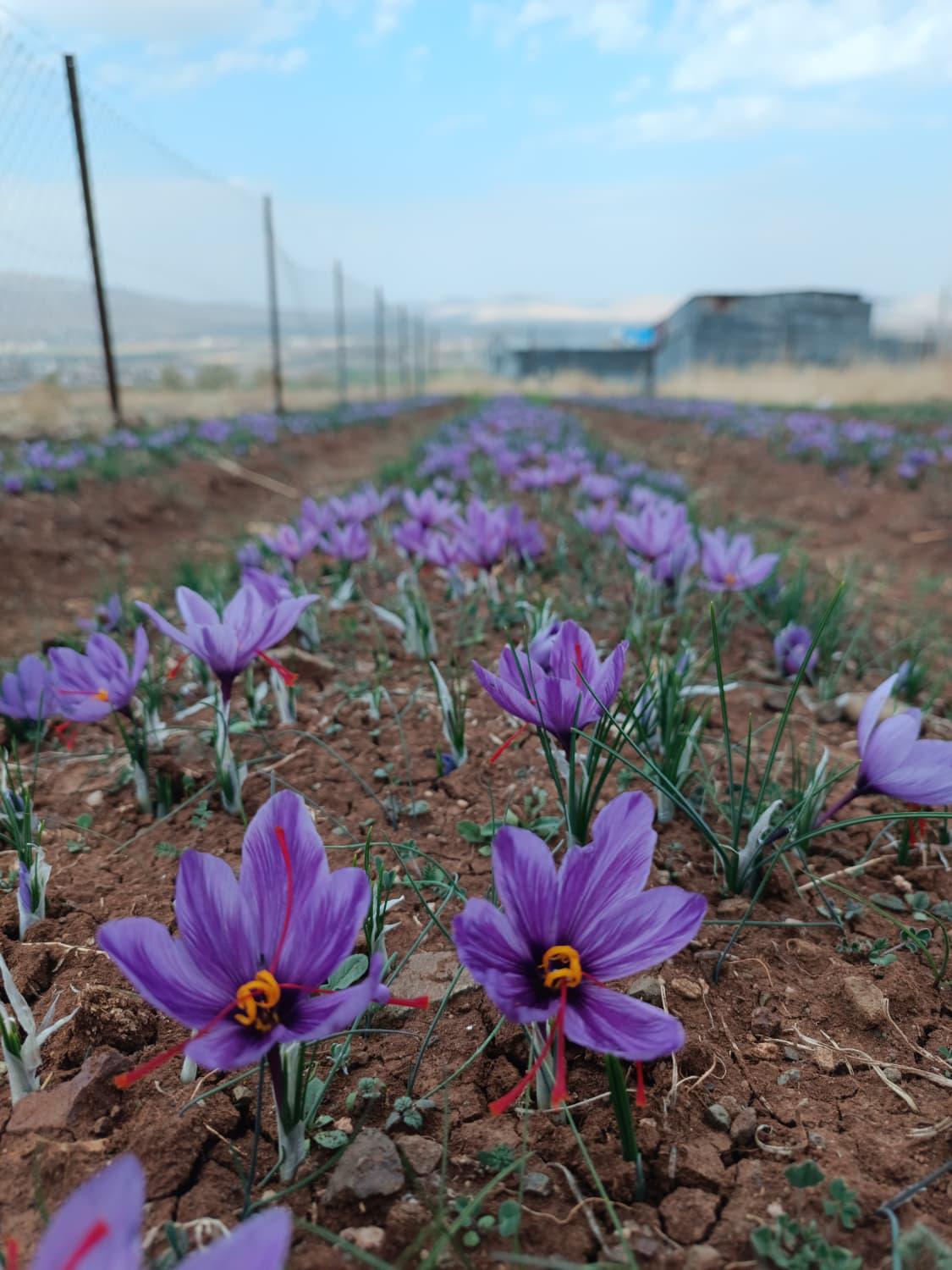 Safran - Emrullah Meydanoğlu tarafından verilen satılık safran ilanını ve diğer satılık safran ilanlarını tarimziraat.com adresinde bulabilirsiniz