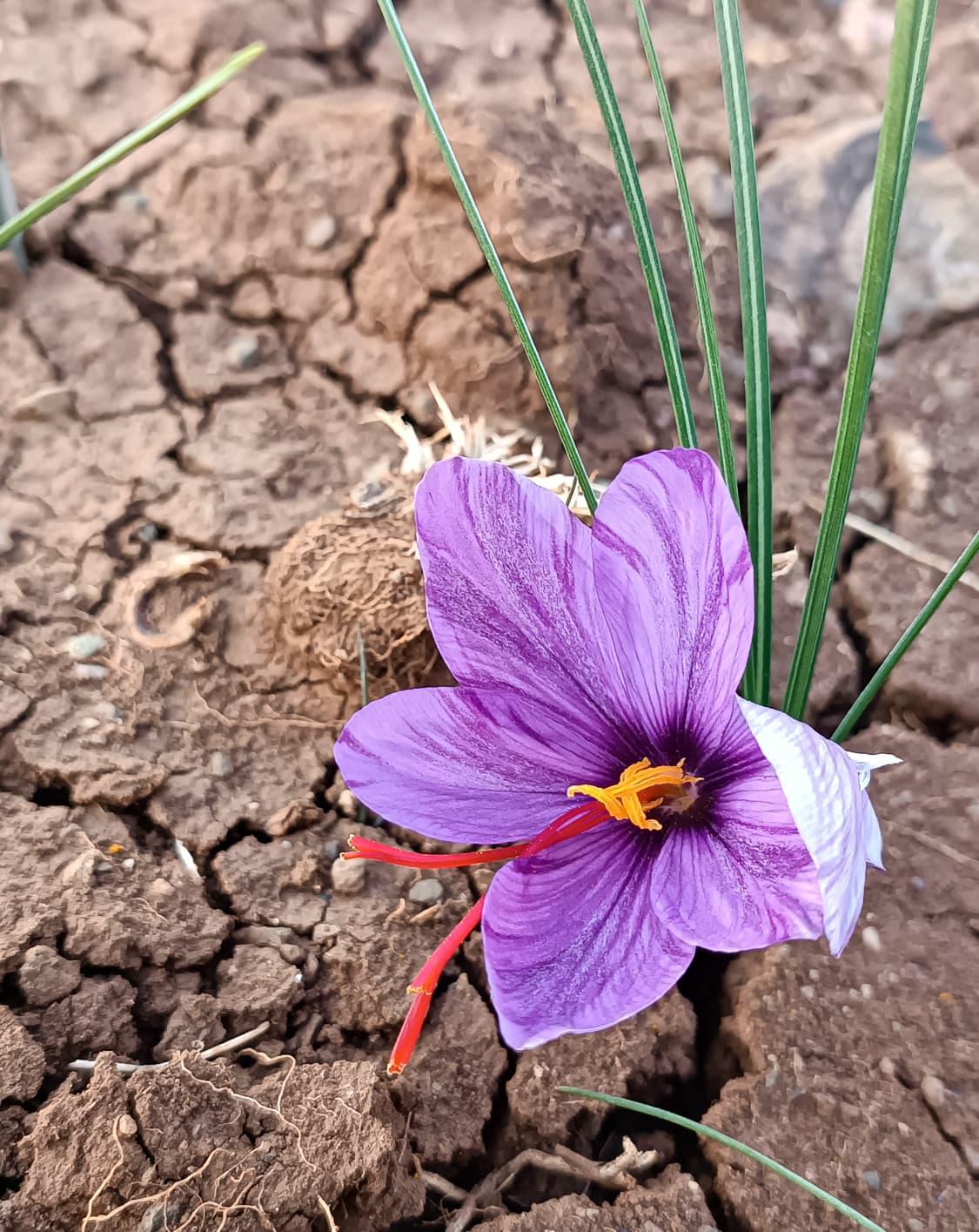 Elazığ Palu Satılık Safran