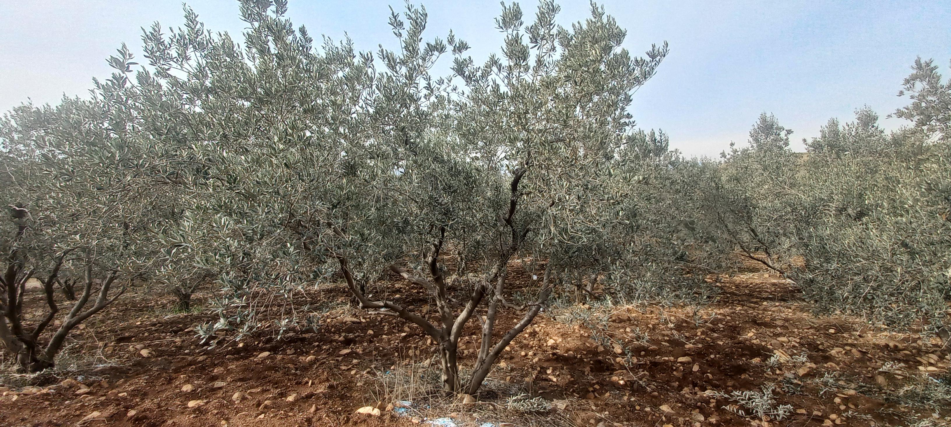 Zeytinyağı - Ali Ibrahim Candemir tarafından verilen satılık zeytinyağı ilanını ve diğer satılık zeytinyağı ilanlarını tarimziraat.com adresinde bulabilirsiniz