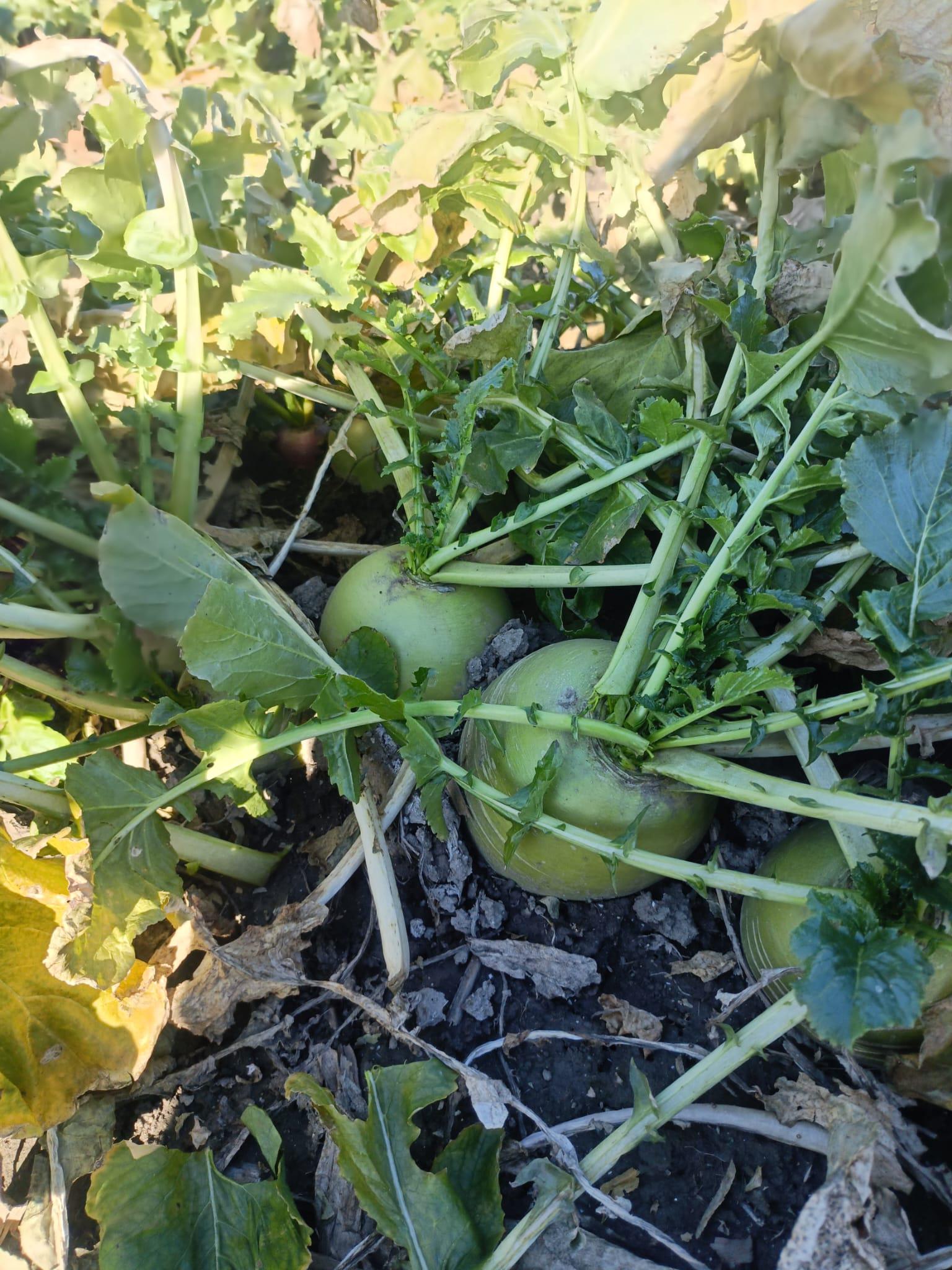 Mete Metr Satılık Turp - 25.01.2026