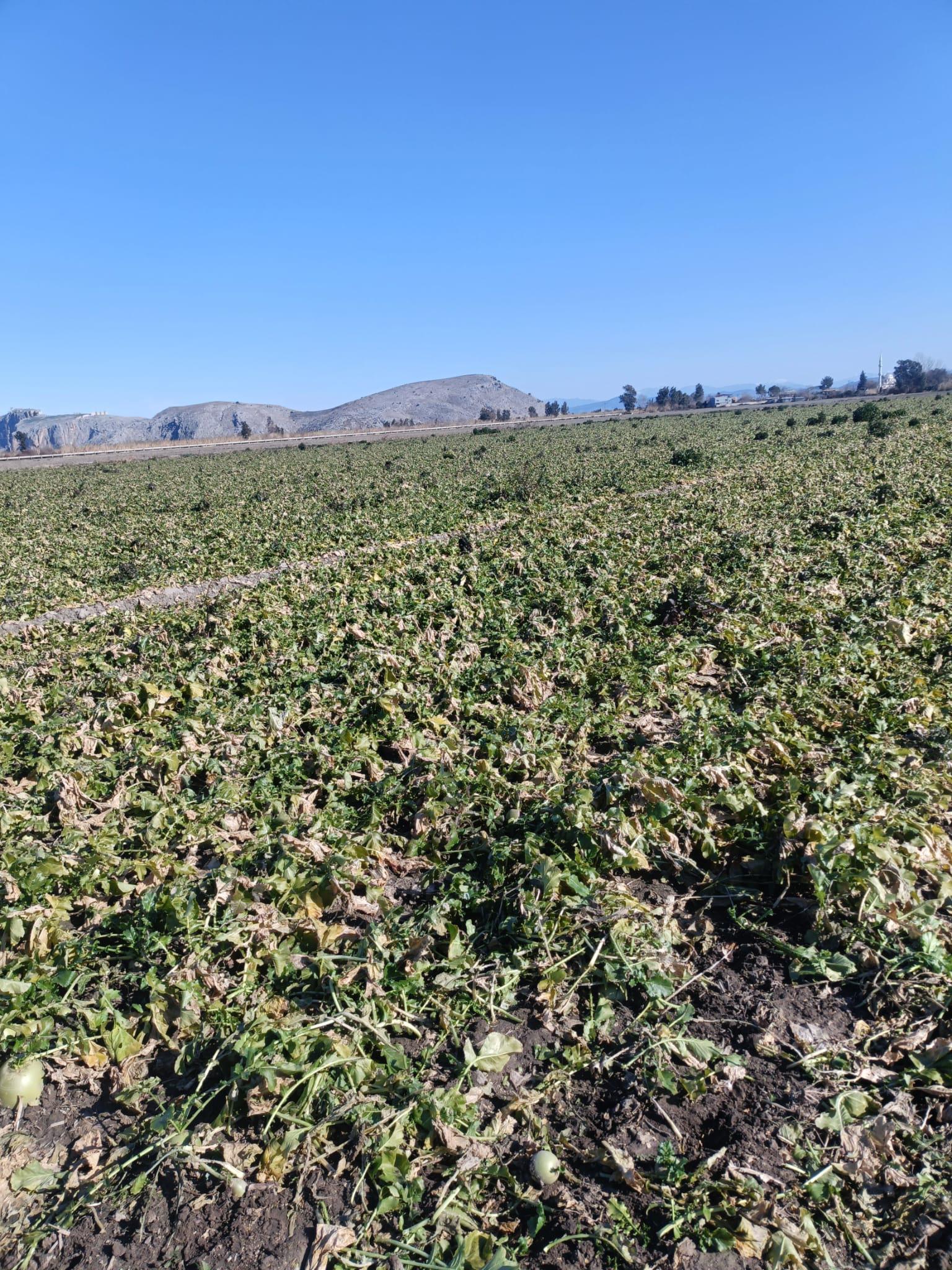 Adana Ceyhan Satılık Turp