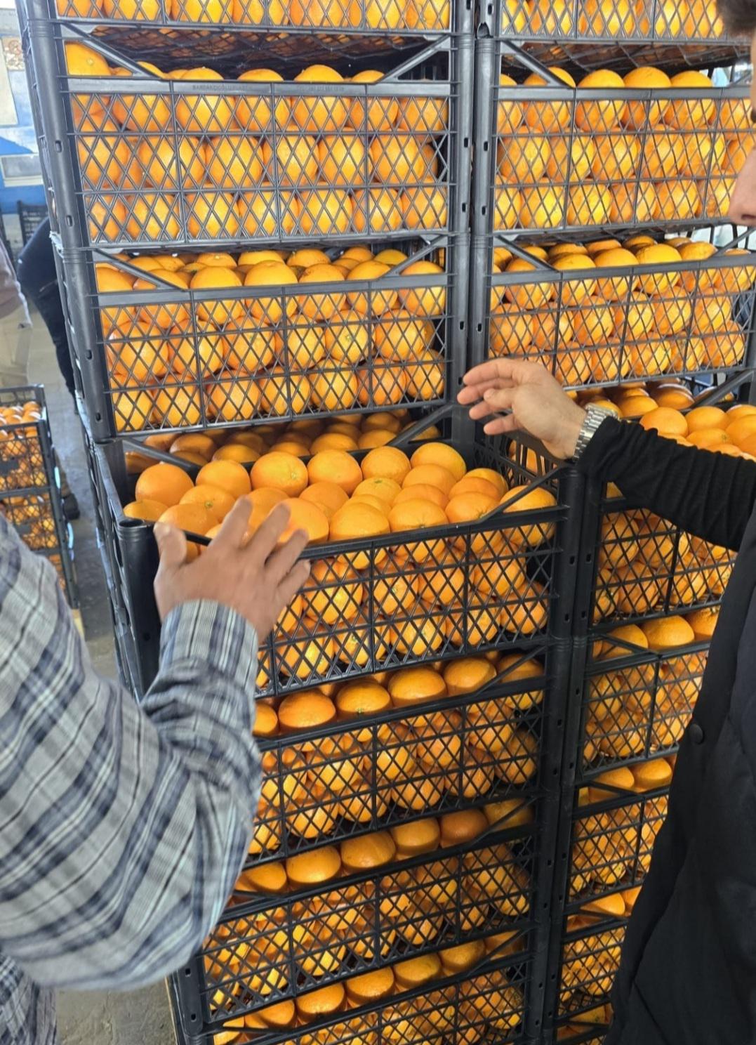 Portakal - Ali Düzgün tarafından verilen satılık valencia çeşidi portakal  ilanını ve diğer satılık portakal ilanlarını tarimziraat.com adresinde bulabilirsiniz