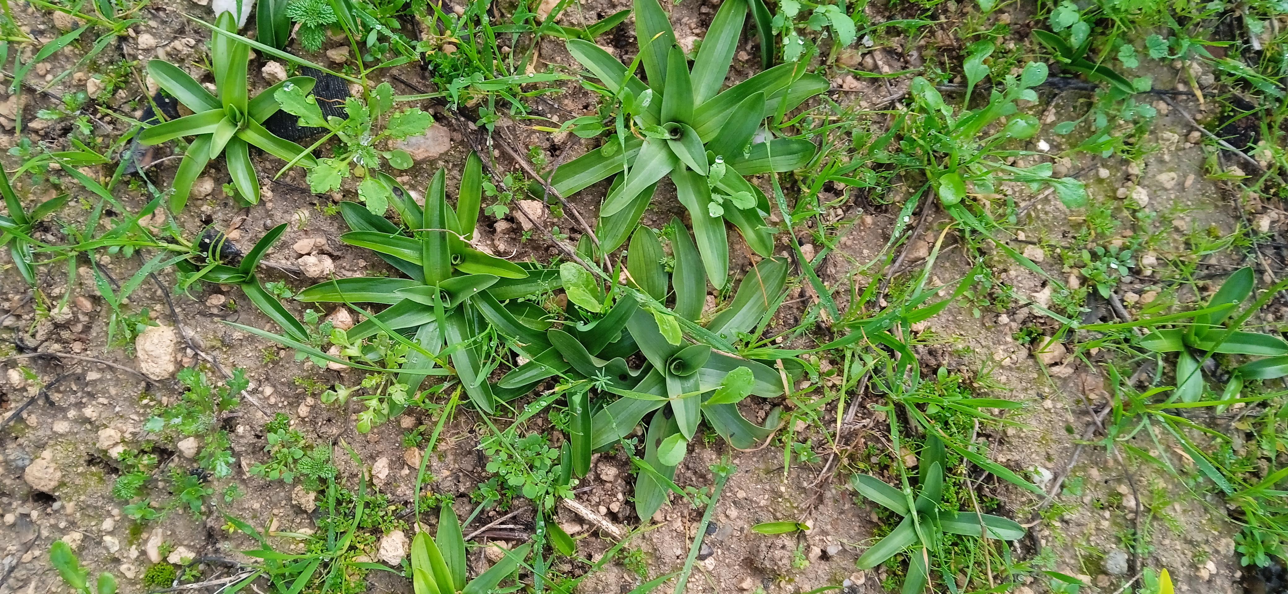 Salep Fidesi - Melih Çoban tarafından verilen satılık salep fidesi ilanını ve diğer satılık salep fidesi ilanlarını tarimziraat.com adresinde bulabilirsiniz