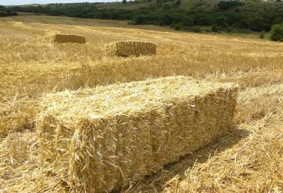 Arpa sapı balyası - Osman Metin tarafından verilen satılık arpa sapı balyası ilanını ve diğer satılık arpa sapı balyası ilanlarını tarimziraat.com adresinde bulabilirsiniz