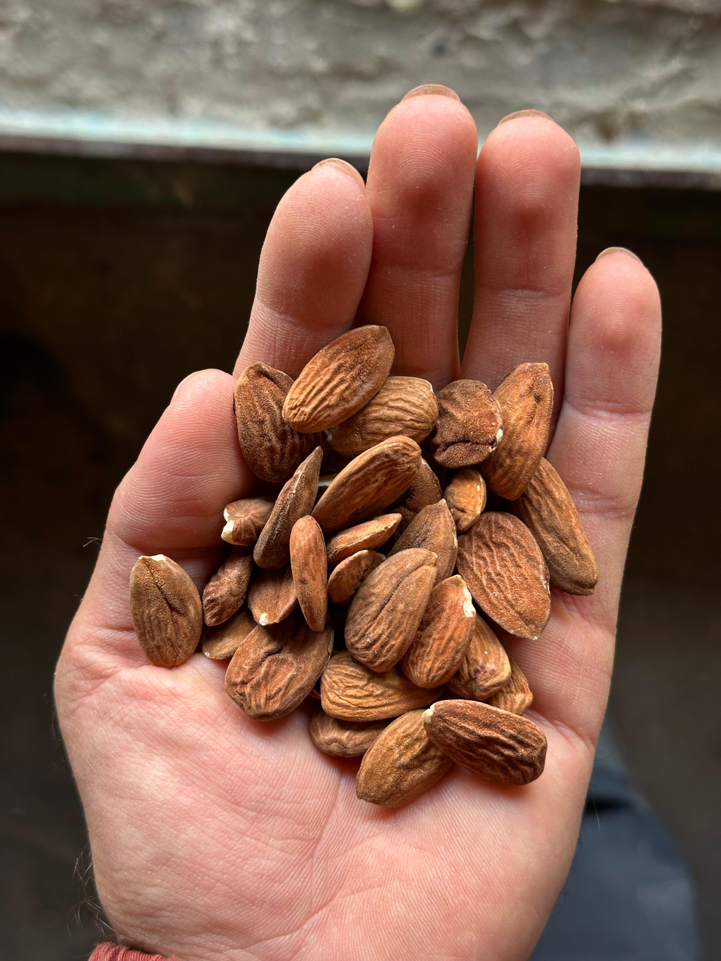 Badem - İbrahim Halil Şahi̇n tarafından verilen satılık ferranges çeşidi badem  ilanını ve diğer satılık badem ilanlarını tarimziraat.com adresinde bulabilirsiniz