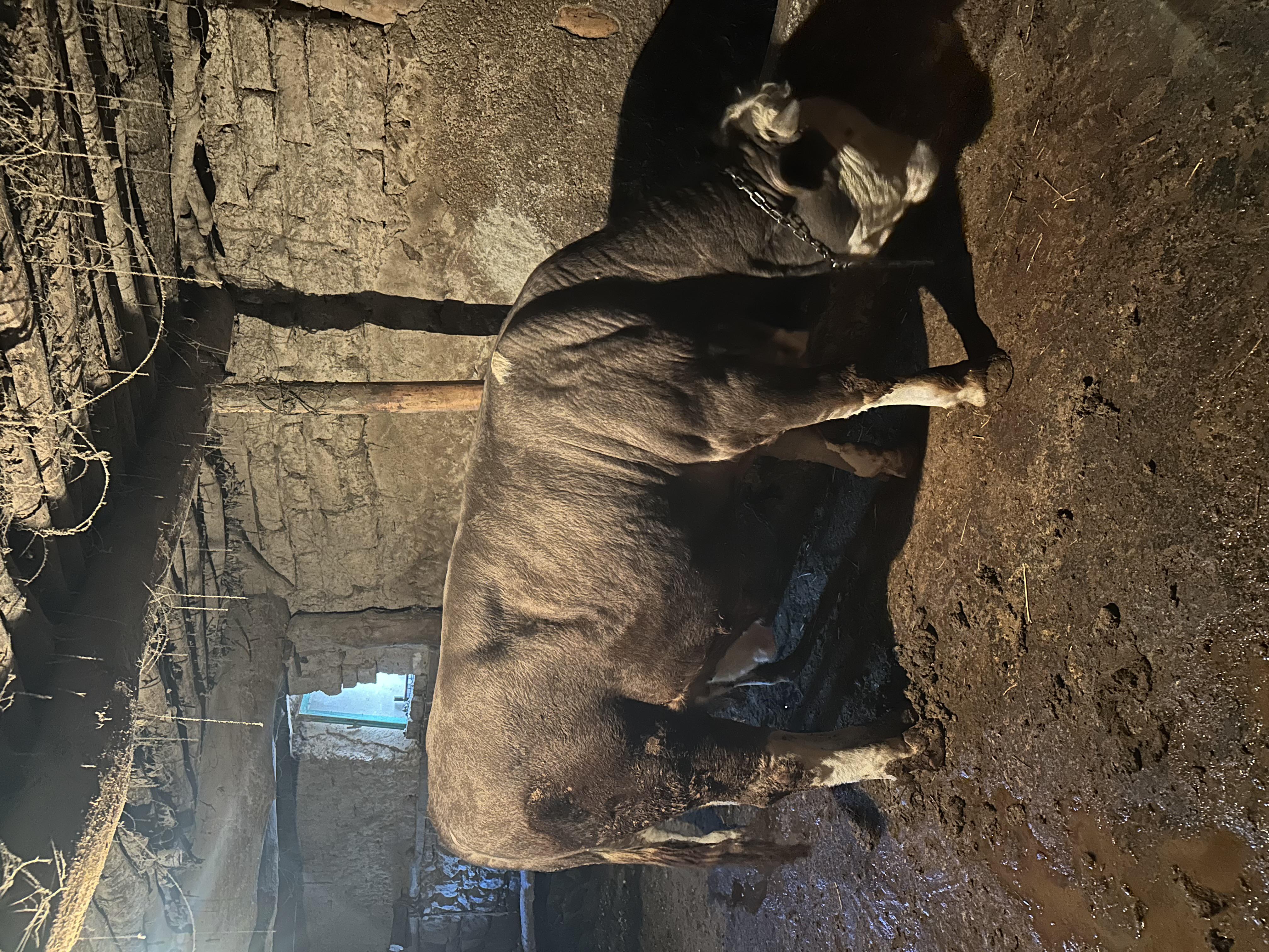 Sığır - İbrahi̇m Uslukuş tarafından verilen satılık simental çeşidi sığır  ilanını ve diğer satılık sığır ilanlarını tarimziraat.com adresinde bulabilirsiniz