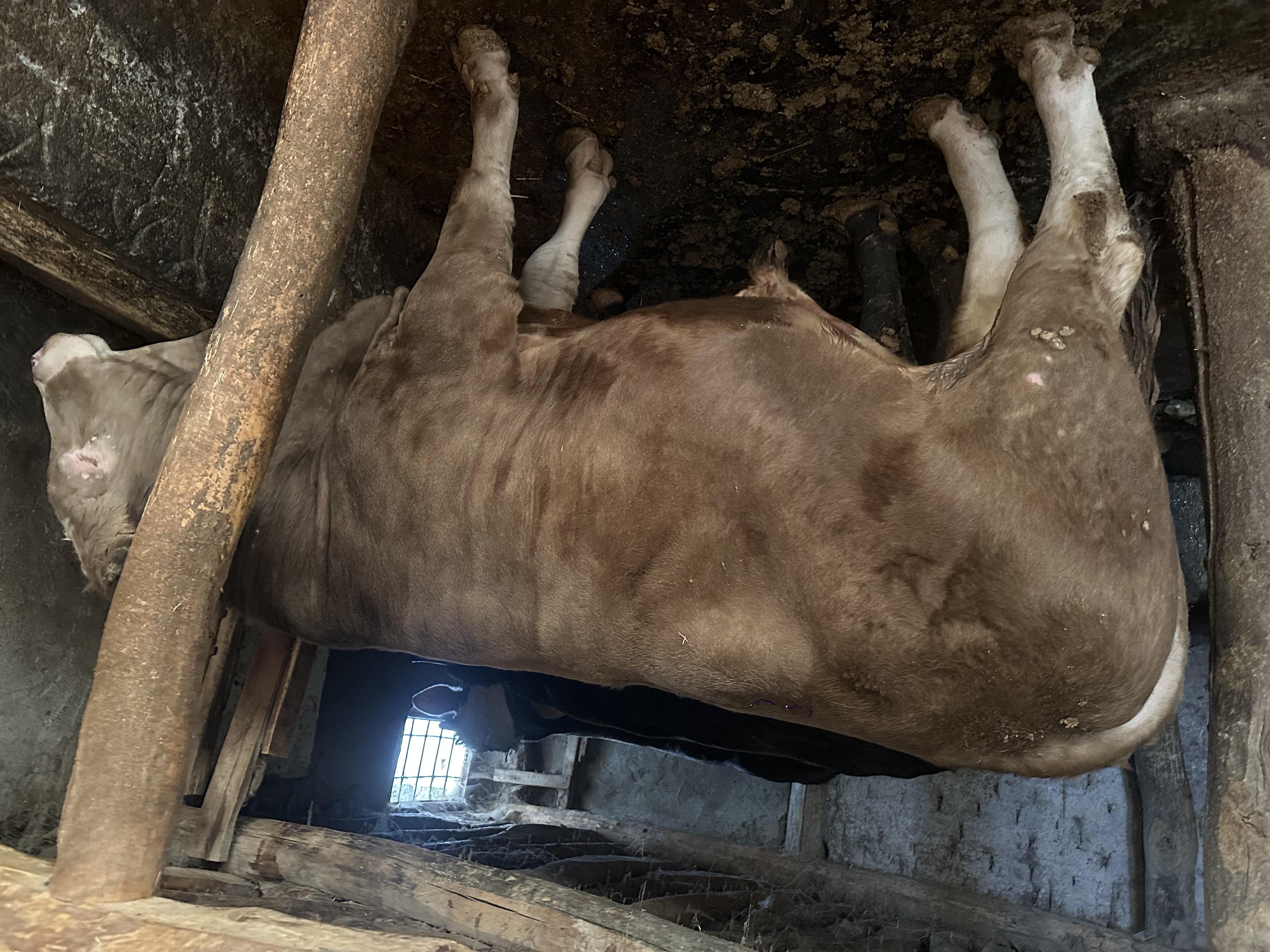 Dana Eti - İbrahi̇m Uslukuş tarafından verilen satılık simental çeşidi dana eti  ilanını ve diğer satılık dana eti ilanlarını tarimziraat.com adresinde bulabilirsiniz