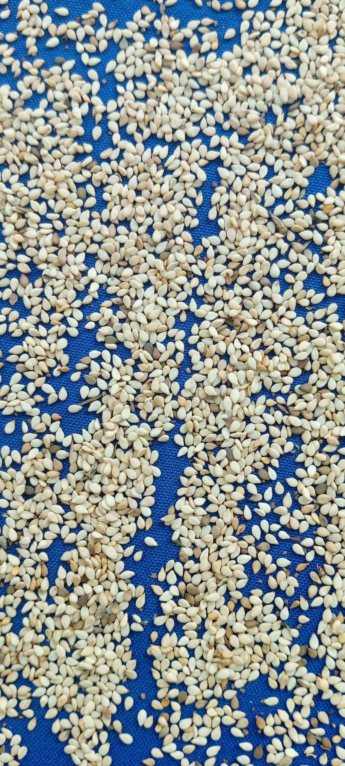 Susam - Celal Kır tarafından verilen satılık susam ilanını ve diğer satılık susam ilanlarını tarimziraat.com adresinde bulabilirsiniz