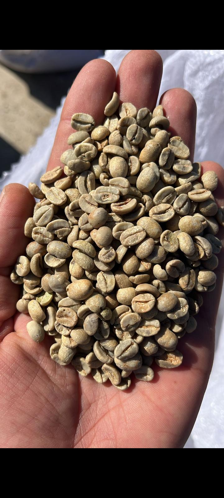 Kahve - Yağmur Tarım tarafından verilen satılık kahve ilanını ve diğer satılık kahve ilanlarını tarimziraat.com adresinde bulabilirsiniz