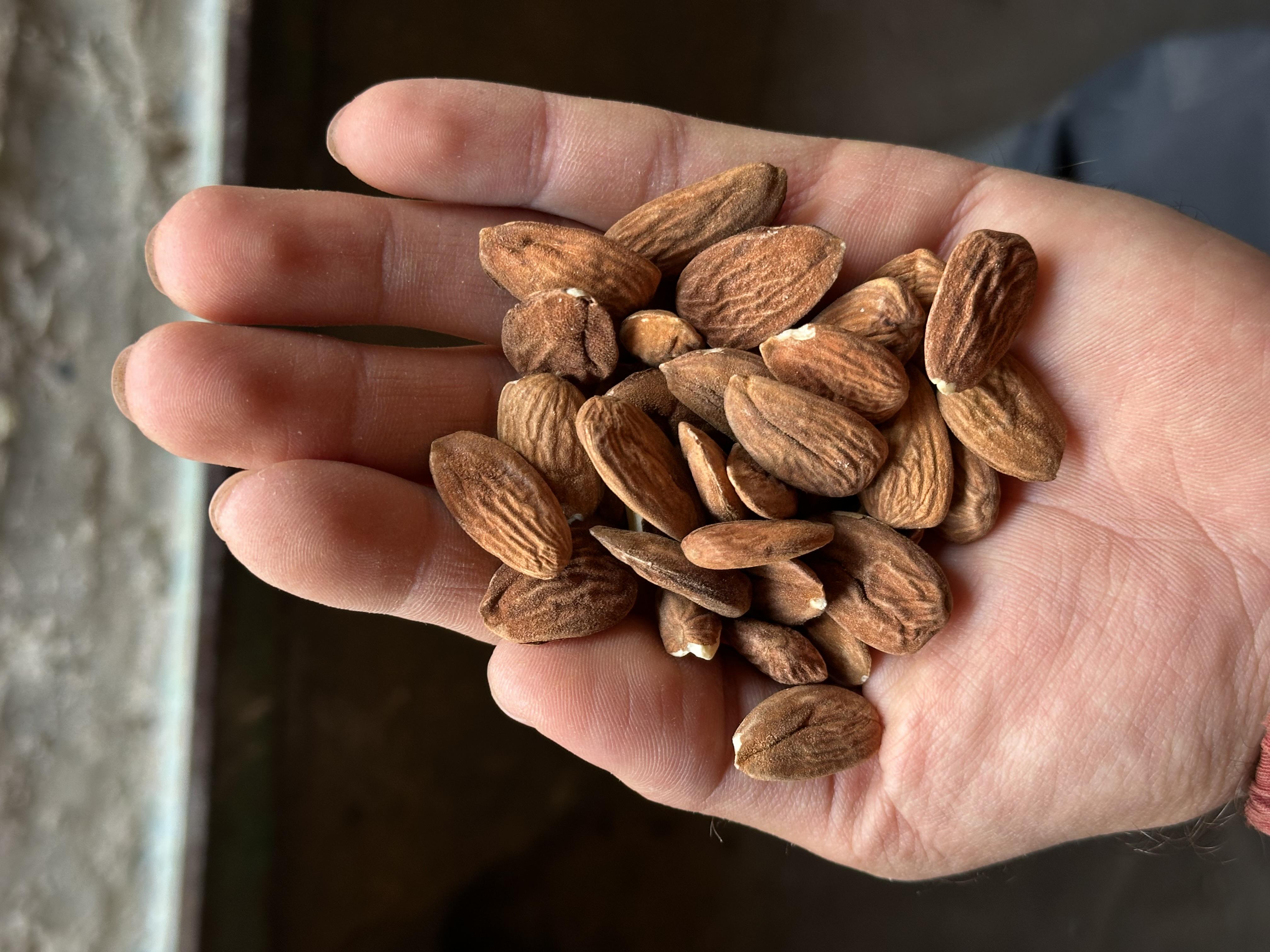 Badem İçi - İbrahim Halil Şahi̇n tarafından verilen satılık badem i̇çi ilanını ve diğer satılık badem i̇çi ilanlarını tarimziraat.com adresinde bulabilirsiniz