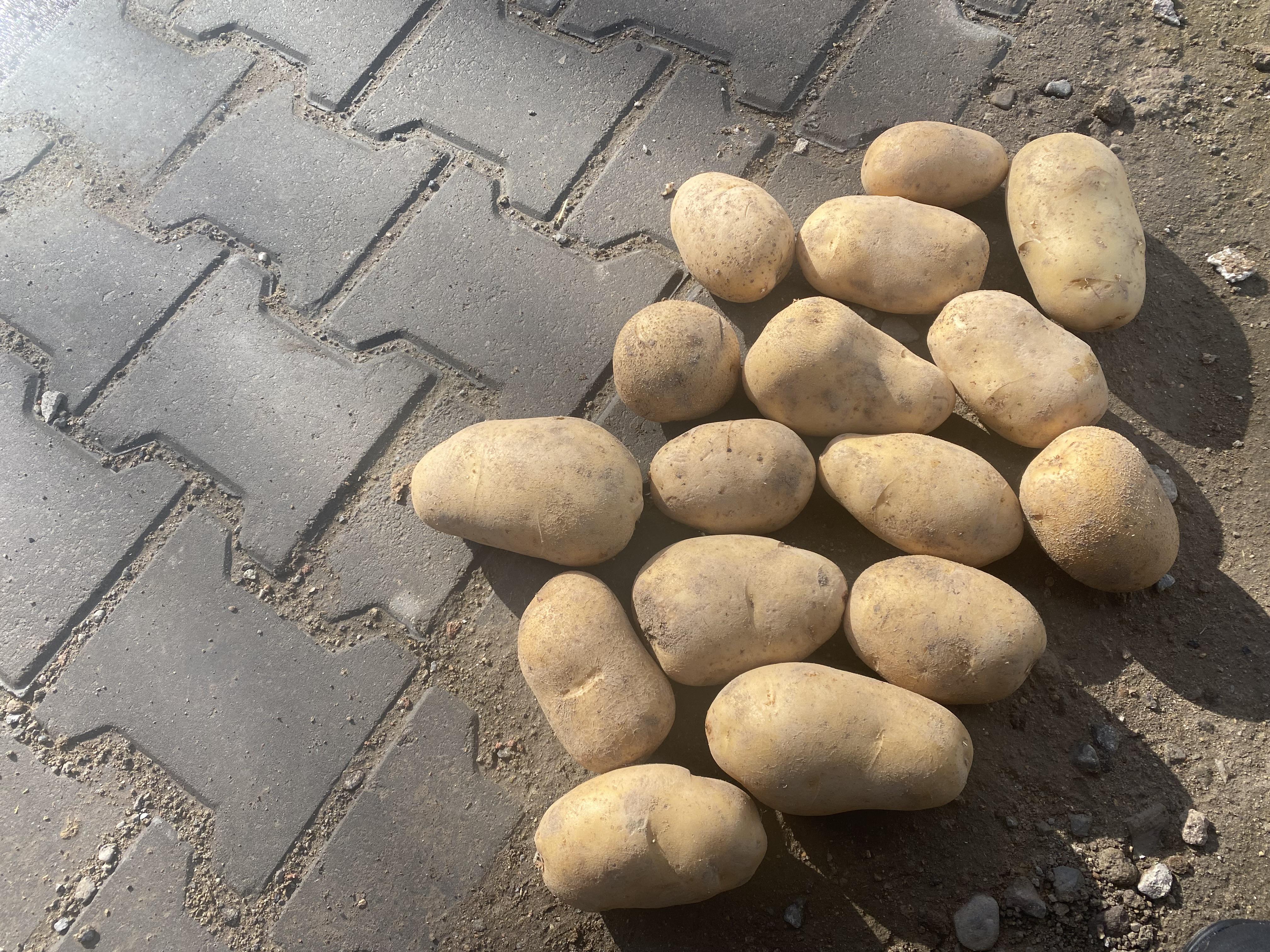 Patates - Veysel Cullaz tarafından verilen satılık patates ilanını ve diğer satılık patates ilanlarını tarimziraat.com adresinde bulabilirsiniz