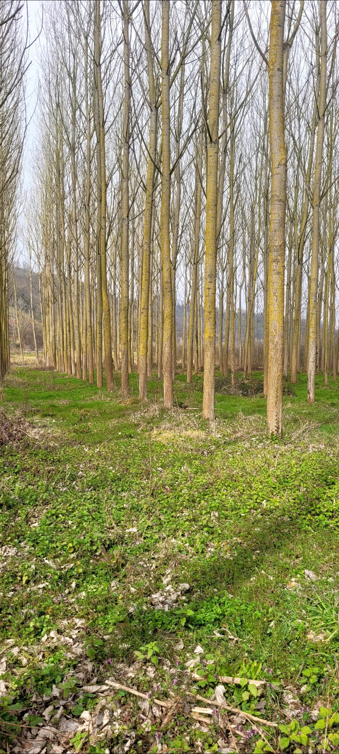 Kavak ağacı - Samet Apuhan tarafından verilen satılık kavak ağacı ilanını ve diğer satılık kavak ağacı ilanlarını tarimziraat.com adresinde bulabilirsiniz