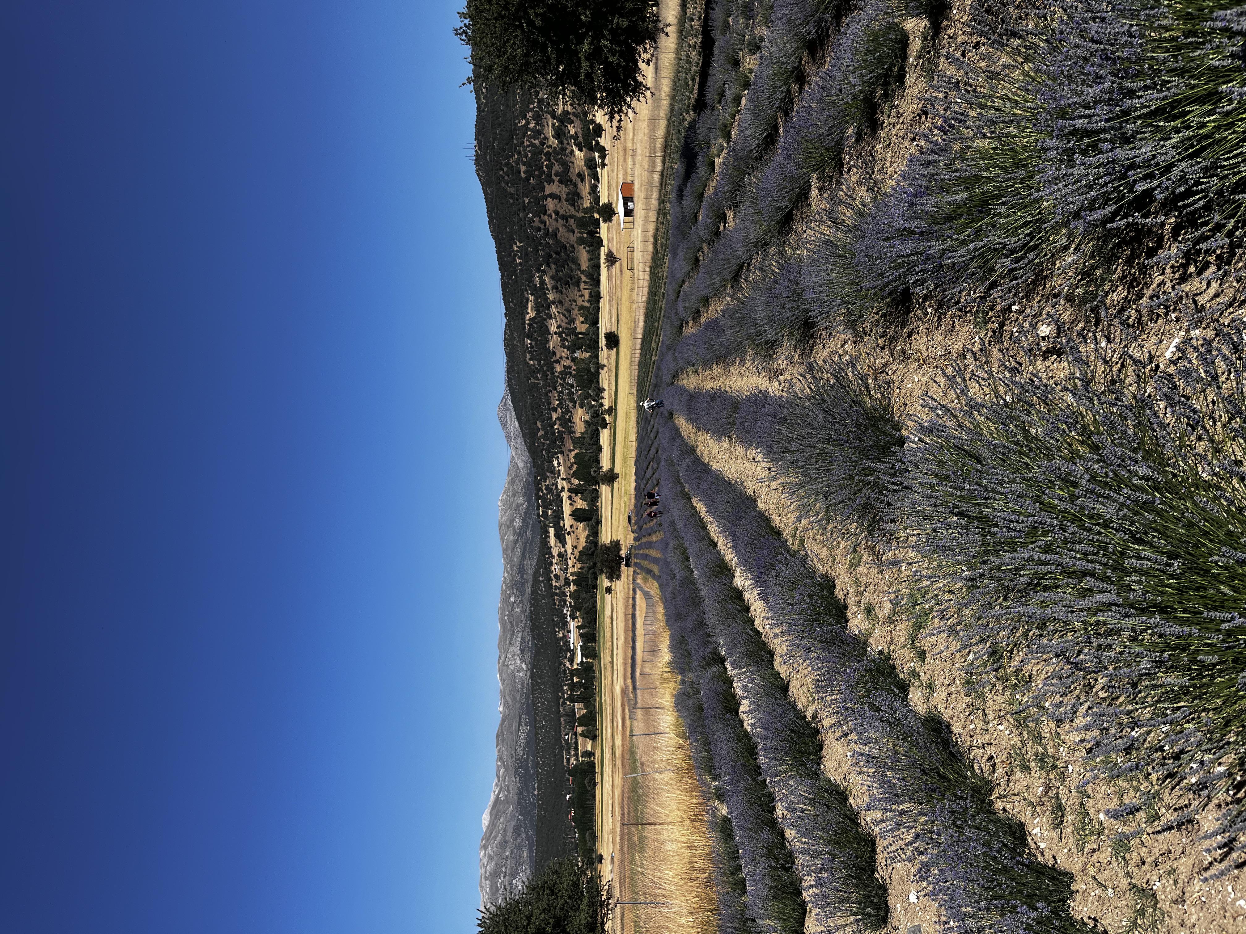 Lavanta Yağı - Tunahan Aydınoğlu tarafından verilen satılık lavanta yağı ilanını ve diğer satılık lavanta yağı ilanlarını tarimziraat.com adresinde bulabilirsiniz