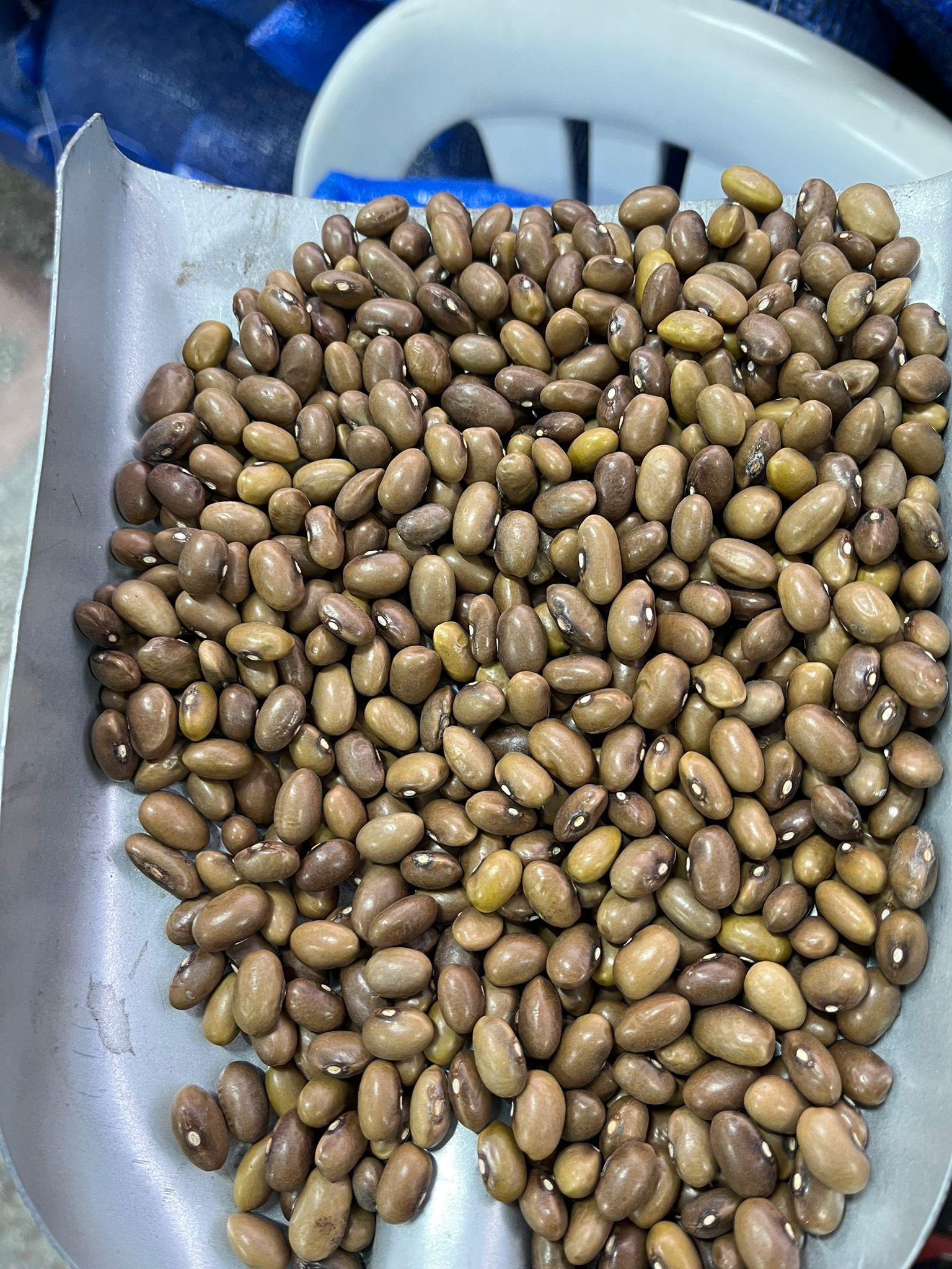 Fasulye  (Taze ) tohumu - Beyza Demirdağ tarafından verilen satılık fasulye  (taze ) tohumu ilanını ve diğer satılık fasulye  (taze ) tohumu ilanlarını tarimziraat.com adresinde bulabilirsiniz