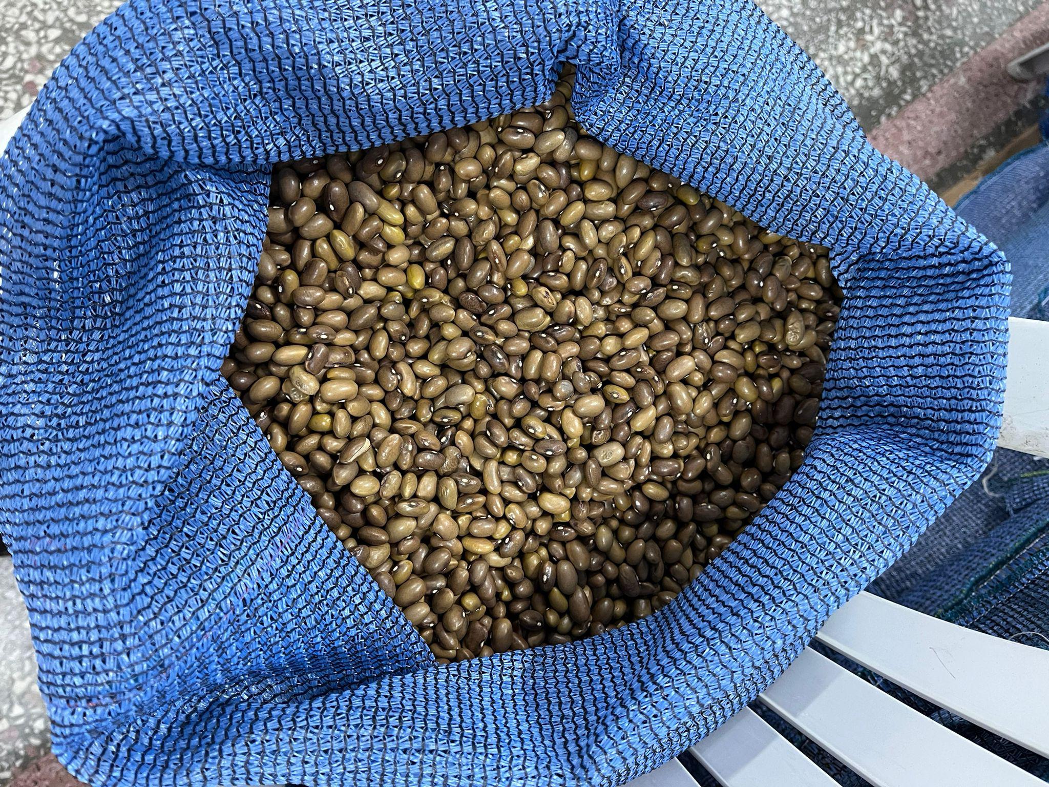 Balıkesir Manyas Satılık Fasulye  (Taze ) tohumu