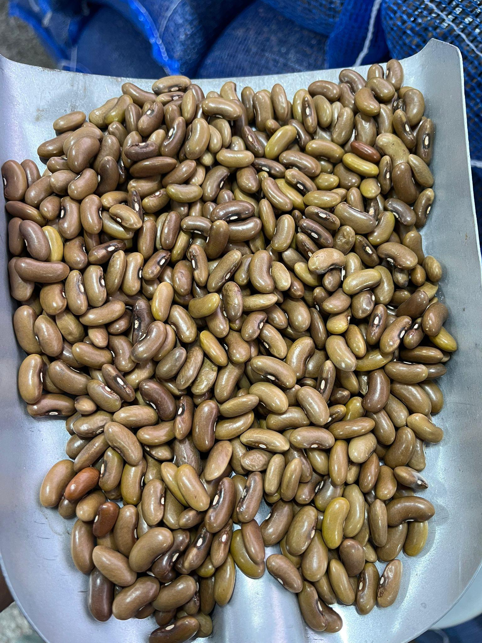 Fasulye (Taze ) - Beyza Demirdağ tarafından verilen satılık magnum çeşidi fasulye (taze )  ilanını ve diğer satılık fasulye (taze ) ilanlarını tarimziraat.com adresinde bulabilirsiniz