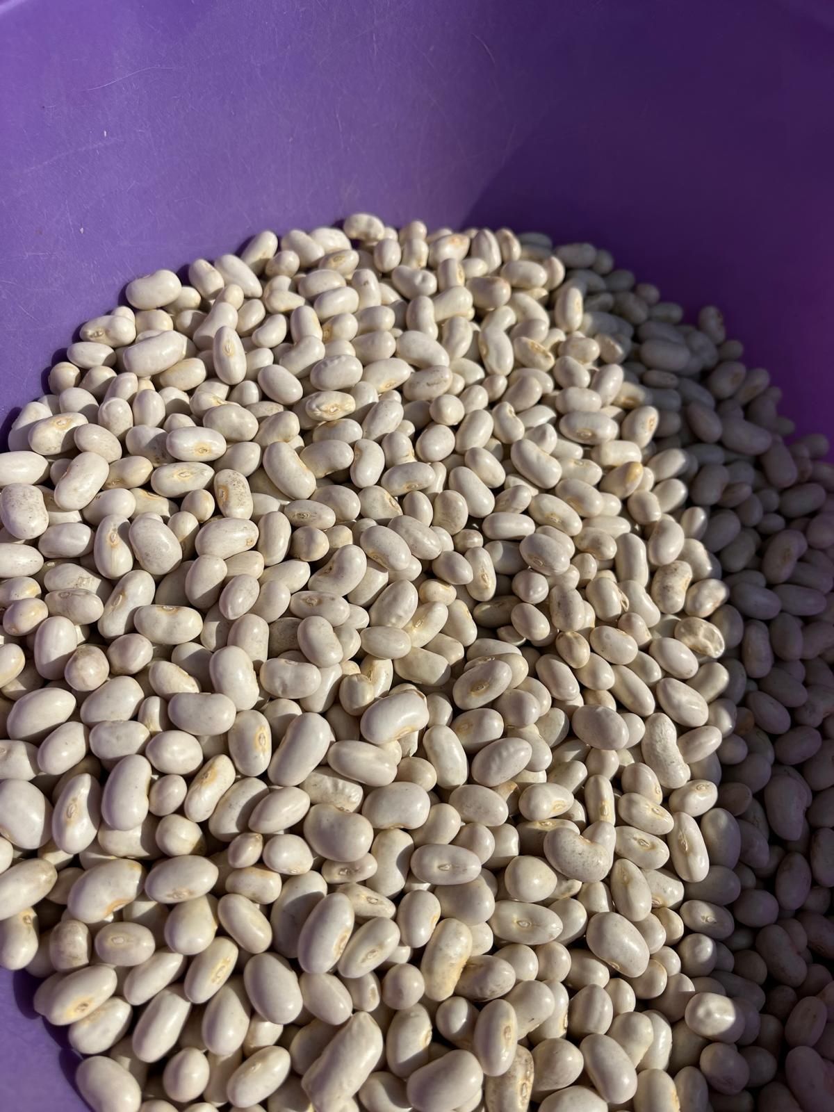 Fasulye (Taze ) - Beyza Demirdağ tarafından verilen satılık gina çeşidi fasulye (taze )  ilanını ve diğer satılık fasulye (taze ) ilanlarını tarimziraat.com adresinde bulabilirsiniz