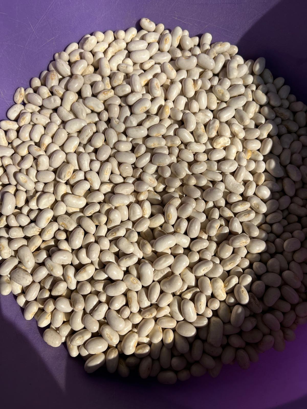 Balıkesir Manyas Satılık Fasulye (Taze )