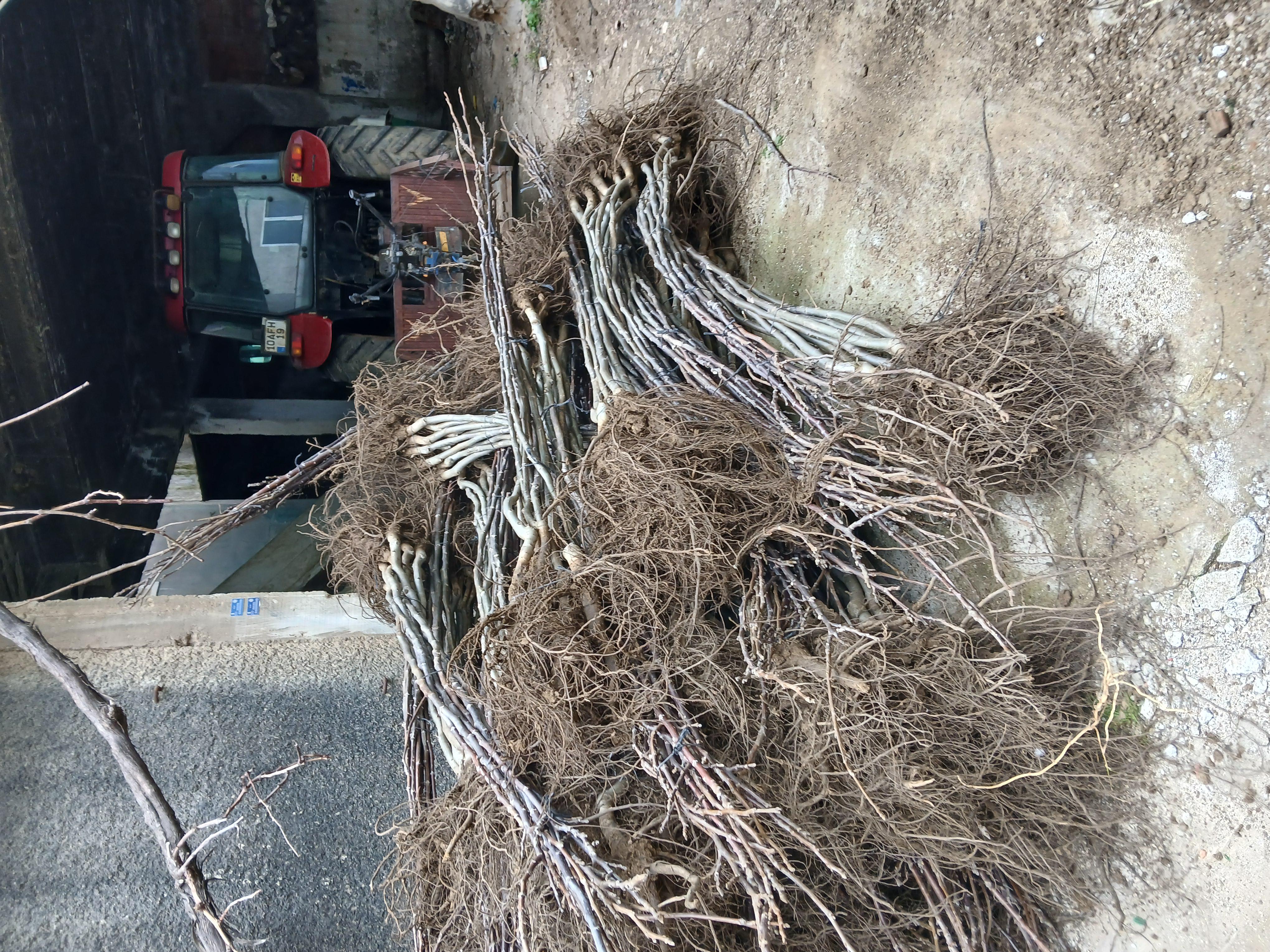 Ceviz fidanı - Ahmet Şirin tarafından verilen satılık ceviz fidanı ilanını ve diğer satılık ceviz fidanı ilanlarını tarimziraat.com adresinde bulabilirsiniz