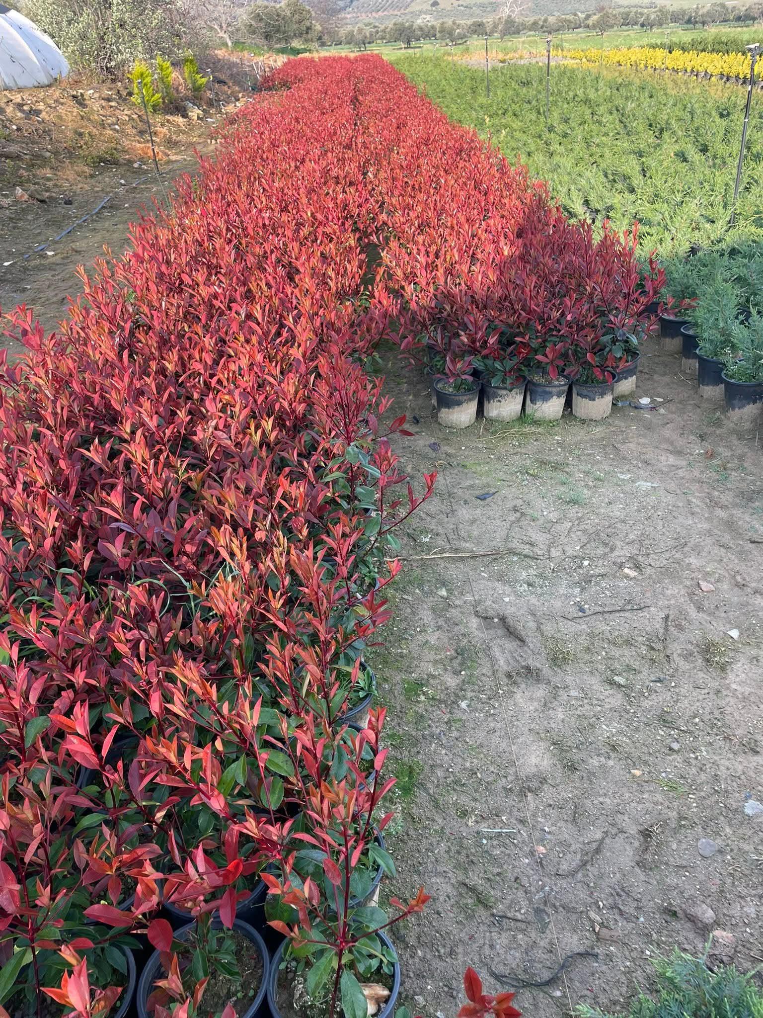 Gökhan Dur Satılık Floms - Alev Çiçeği - 29.03.2026