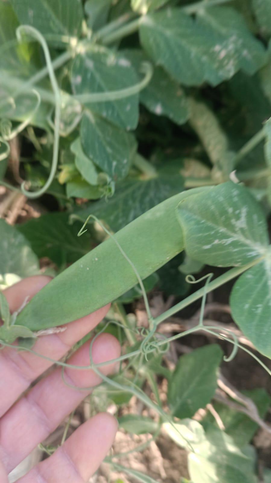 Bezelye - Seyfedtin Can tarafından verilen satılık bezelye ilanını ve diğer satılık bezelye ilanlarını tarimziraat.com adresinde bulabilirsiniz