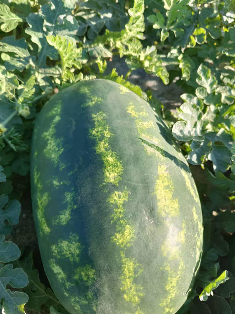 Karpuz - Muhammed Biçeri tarafından verilen satılık karpuz ilanını ve diğer satılık karpuz ilanlarını tarimziraat.com adresinde bulabilirsiniz