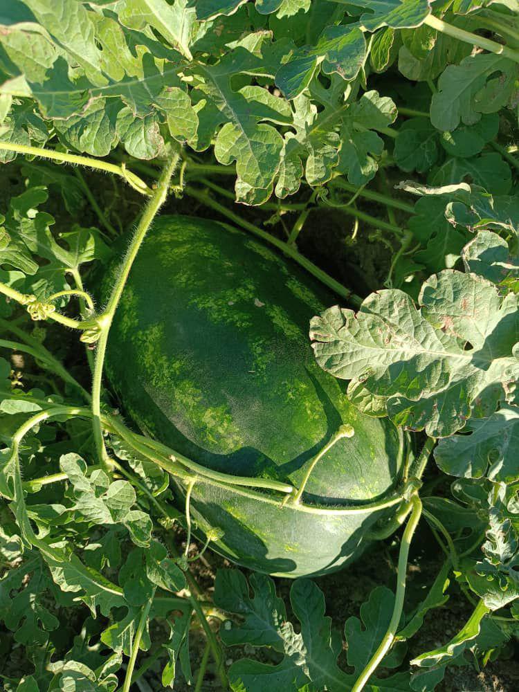 İran Tabriz Satılık Karpuz