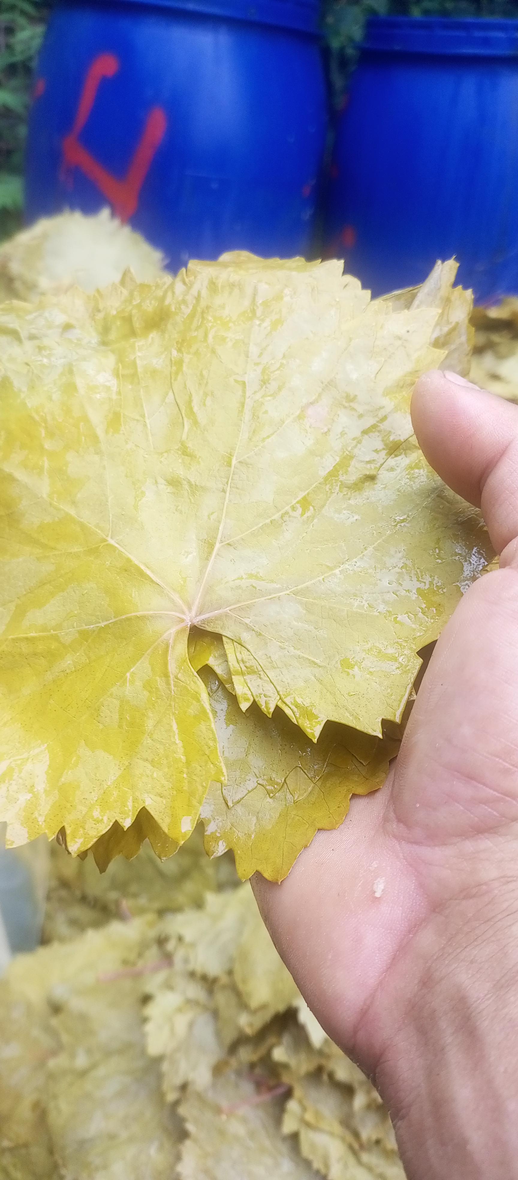 Üzüm  yaprağı (salamura) - Mustafa Hizarci tarafından verilen satılık üzüm  yaprağı (salamura) ilanını ve diğer satılık üzüm  yaprağı (salamura) ilanlarını tarimziraat.com adresinde bulabilirsiniz