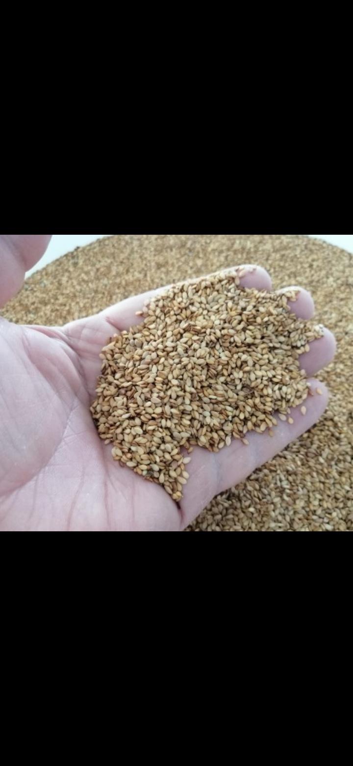 Susam - Ahmet Baki tarafından verilen satılık batem aksu çeşidi susam  ilanını ve diğer satılık susam ilanlarını tarimziraat.com adresinde bulabilirsiniz