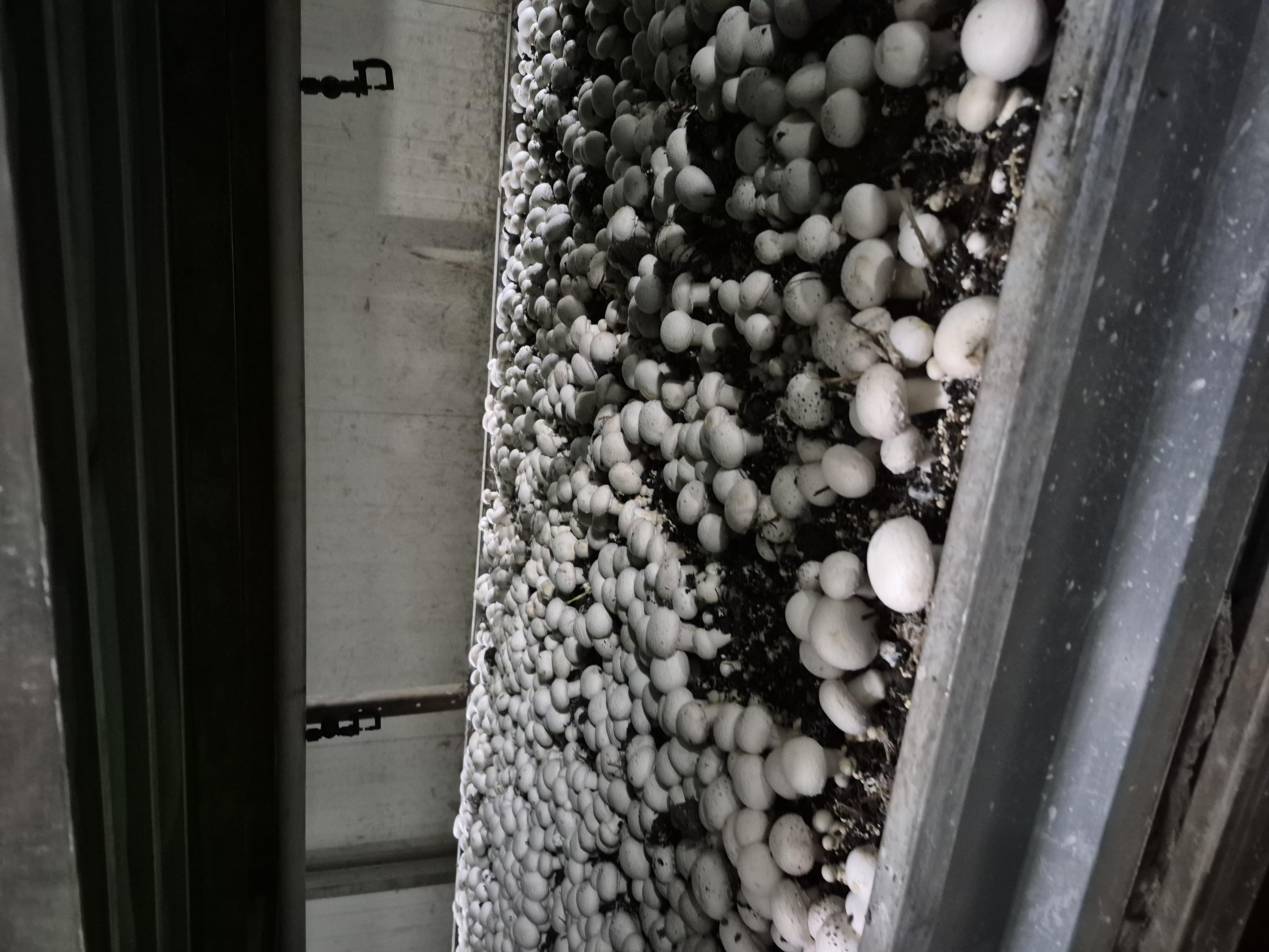 Mantar - Mehmet Turgut Aksöz tarafından verilen satılık kültür mantarı çeşidi mantar  ilanını ve diğer satılık mantar ilanlarını tarimziraat.com adresinde bulabilirsiniz