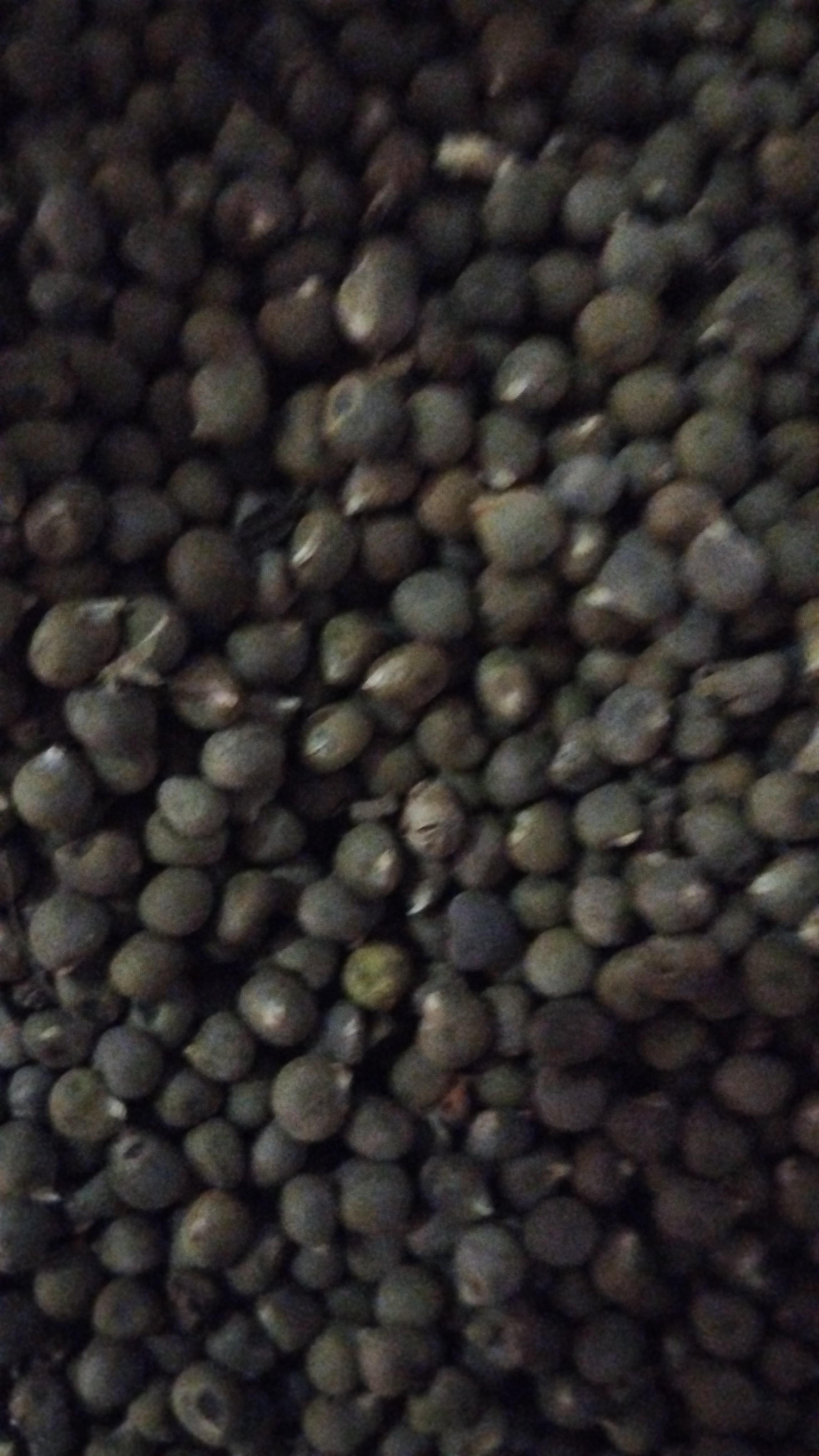 Osmaniye Kadirli Satılık Bamya tohumu