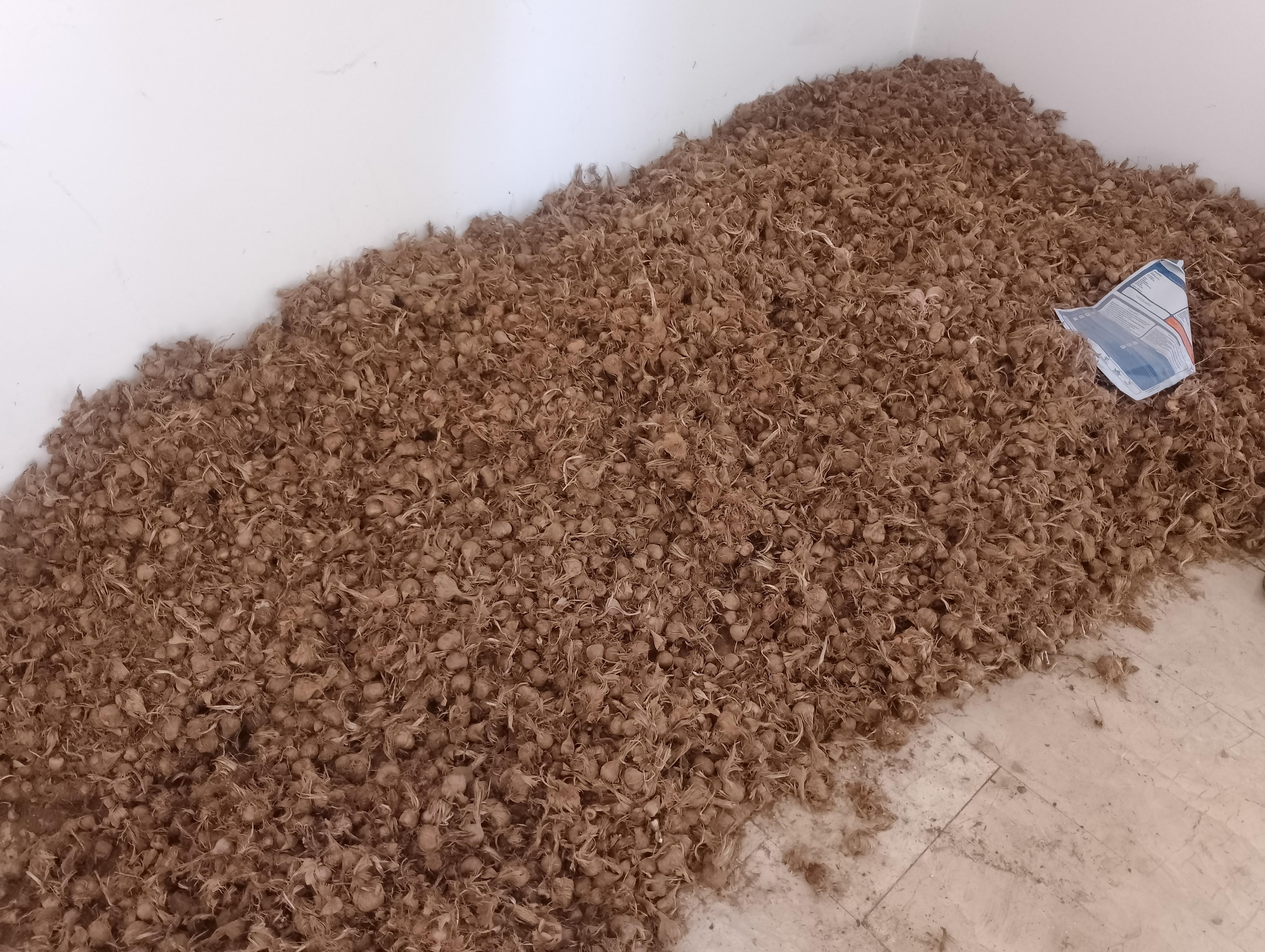 Safran Soğanı - Neziha Çam tarafından verilen satılık safran soğanı ilanını ve diğer satılık safran soğanı ilanlarını tarimziraat.com adresinde bulabilirsiniz