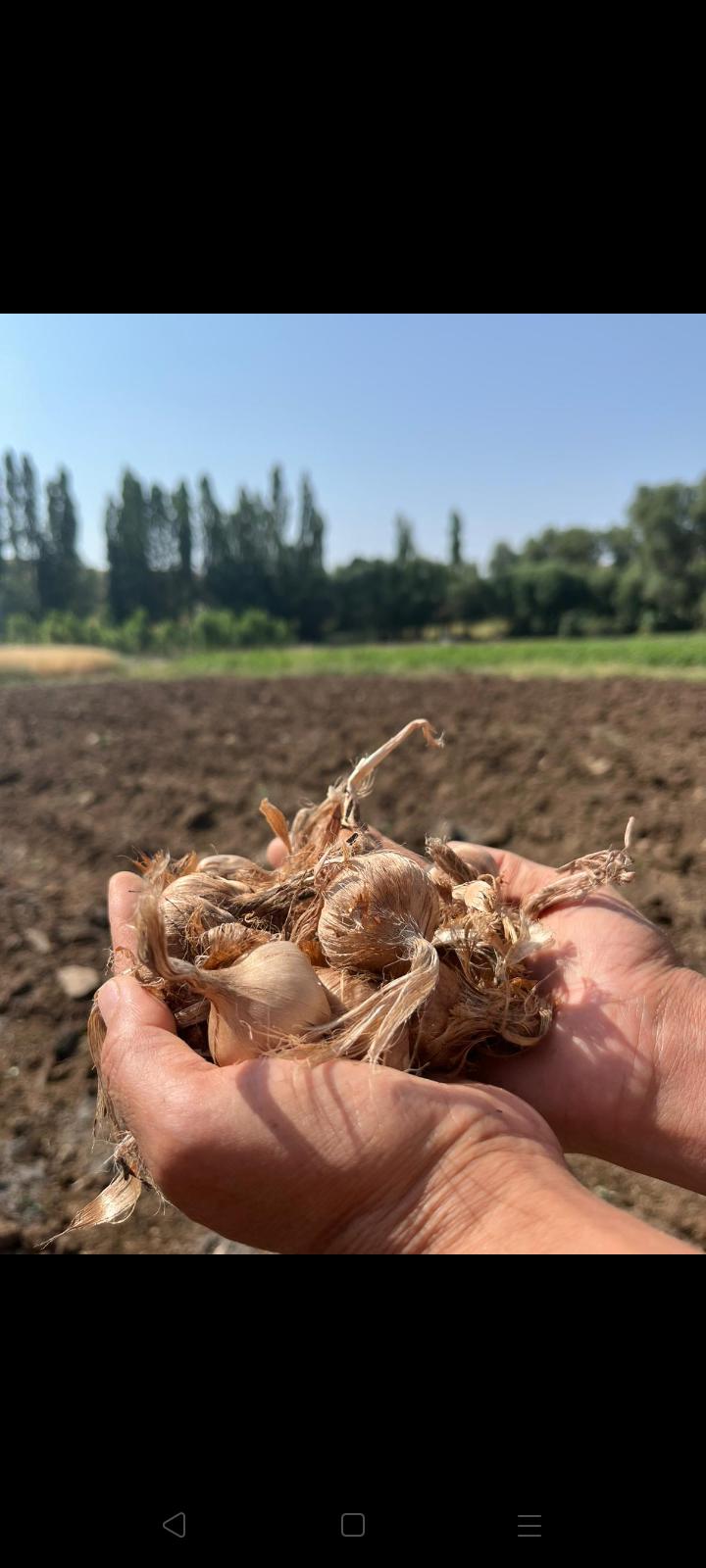 Sivas Merkez Satılık Safran Soğanı