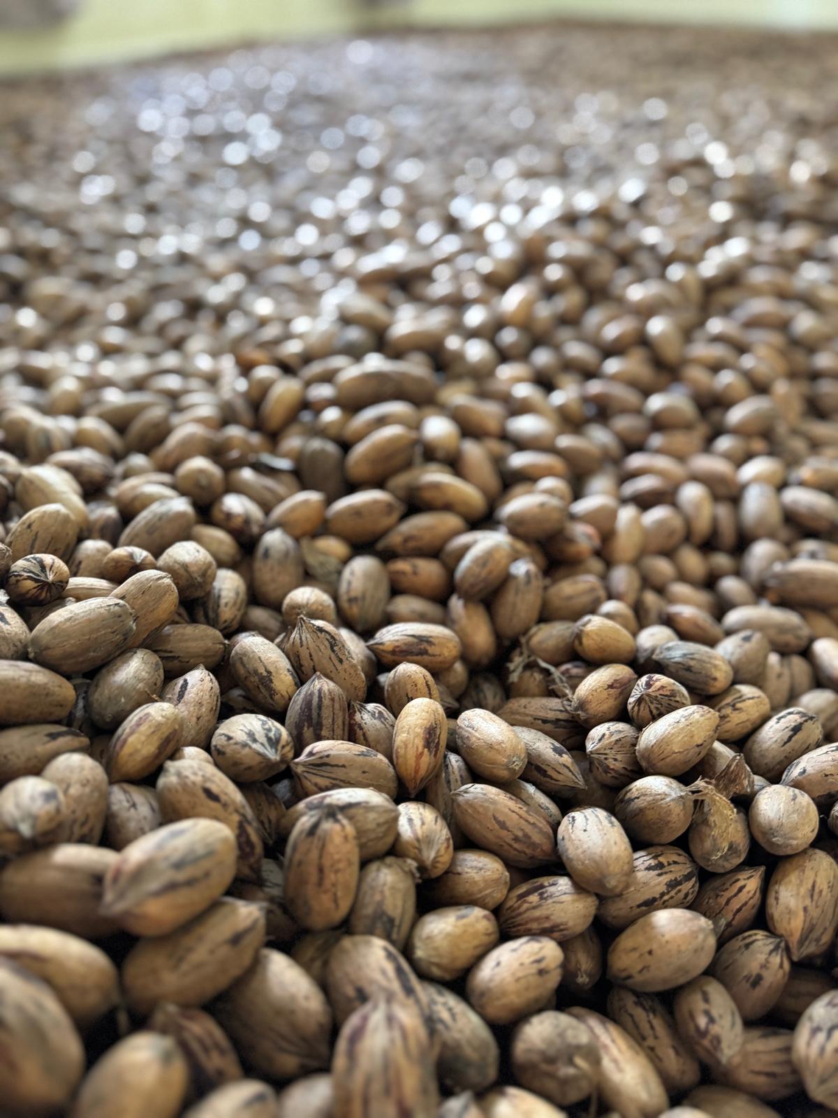 Pikan Cevizi - Omer Pamuk tarafından verilen satılık pikan cevizi ilanını ve diğer satılık pikan cevizi ilanlarını tarimziraat.com adresinde bulabilirsiniz