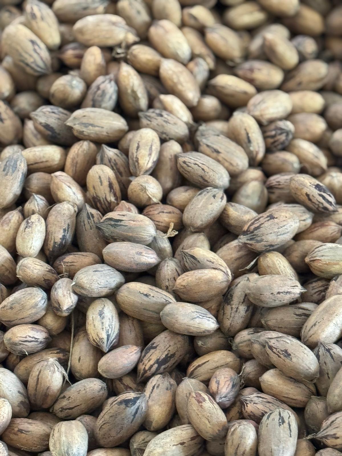 Adana Yüreğir Satılık Pikan Cevizi