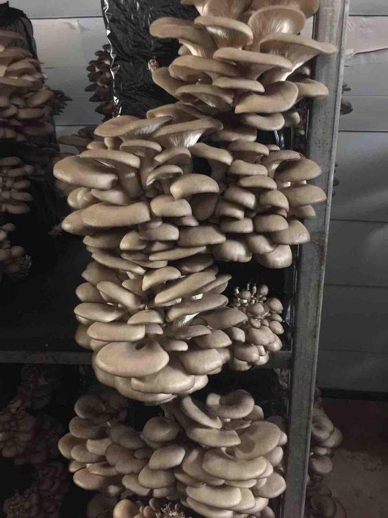 Mantar - Turgay Kasap tarafından verilen satılık i̇stiridye mantarı çeşidi mantar  ilanını ve diğer satılık mantar ilanlarını tarimziraat.com adresinde bulabilirsiniz