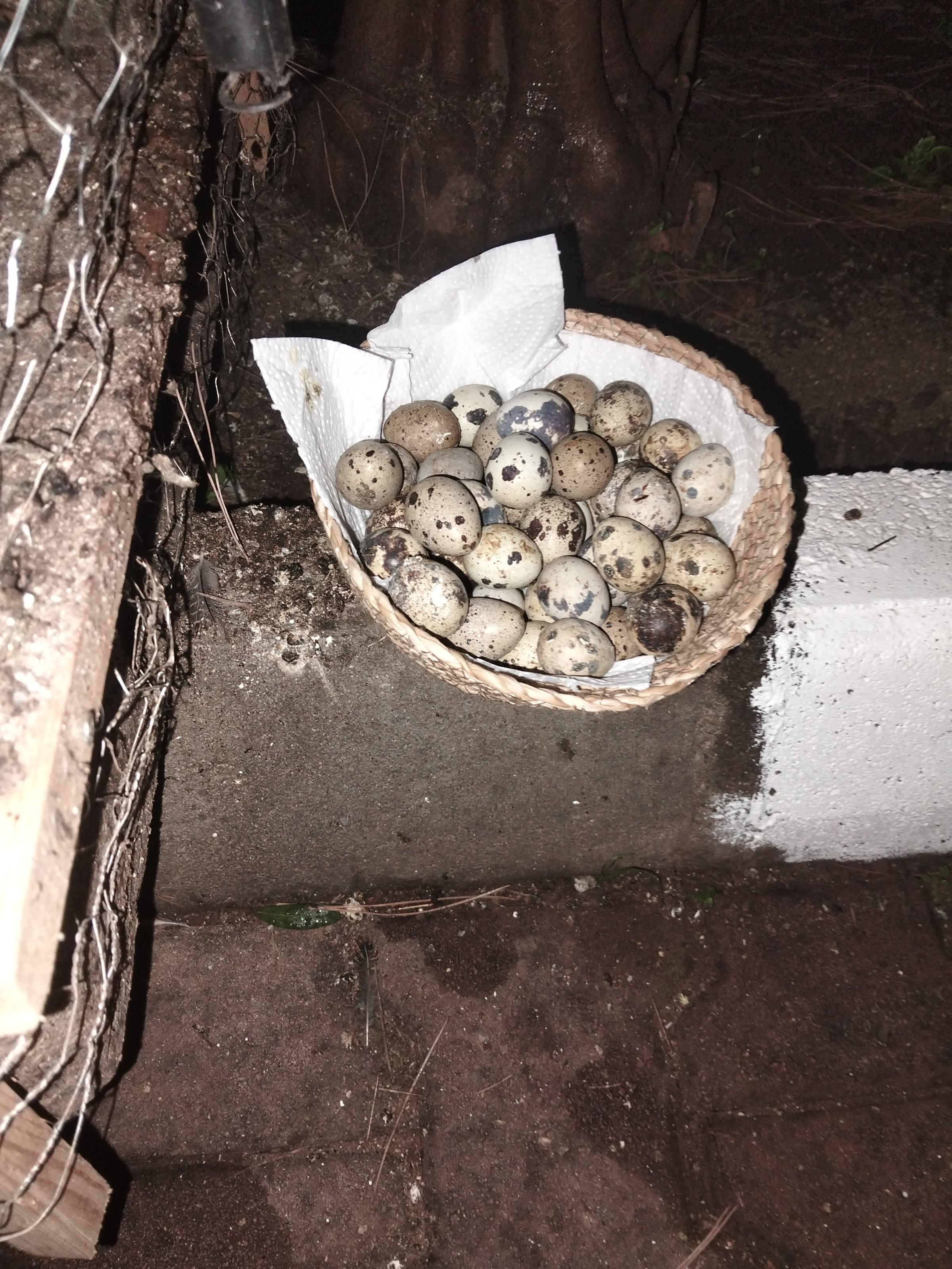 Bıldırcın yumurtası - Gülsüm Özdemir tarafından verilen satılık japon bıldırcını çeşidi bıldırcın yumurtası  ilanını ve diğer satılık bıldırcın yumurtası ilanlarını tarimziraat.com adresinde bulabilirsiniz