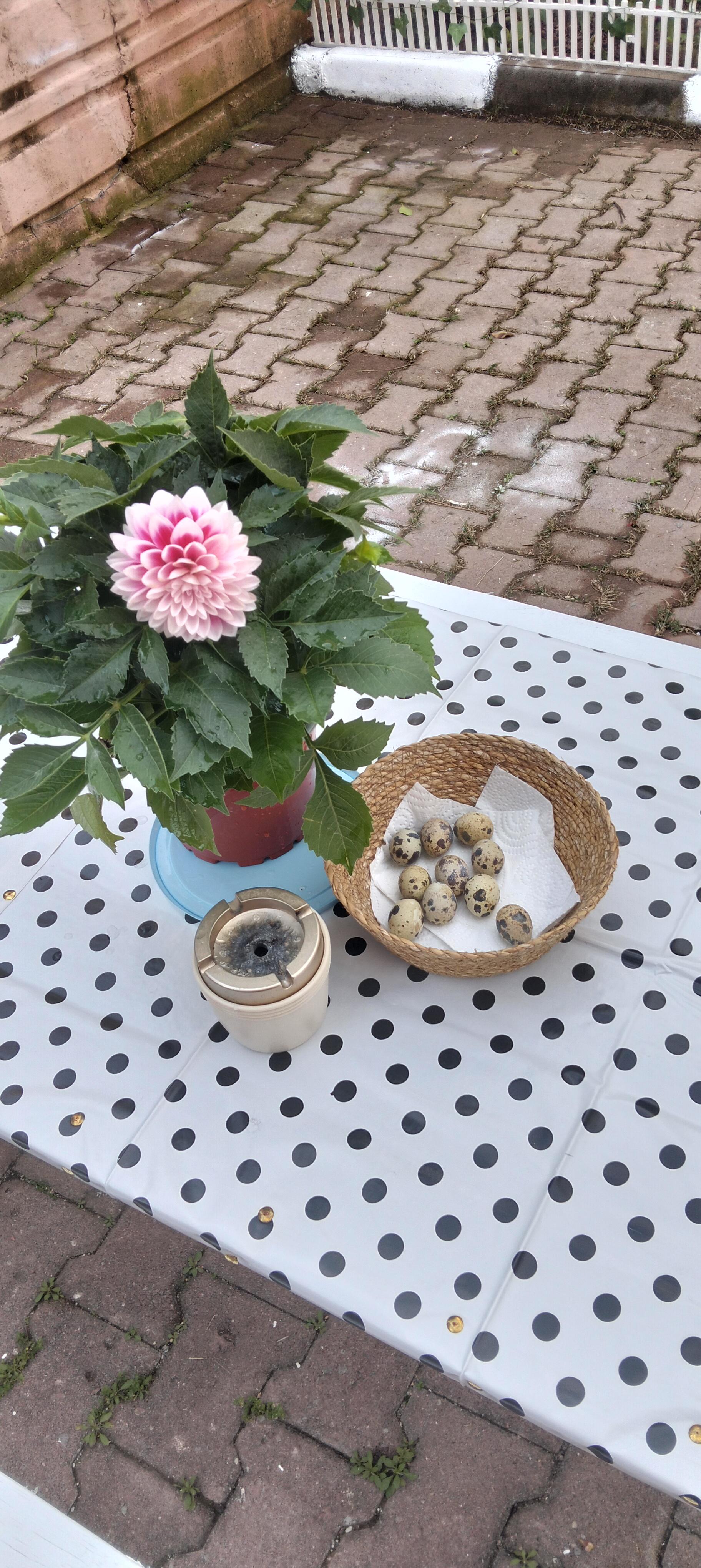 Antalya Kepez Satılık Bıldırcın yumurtası