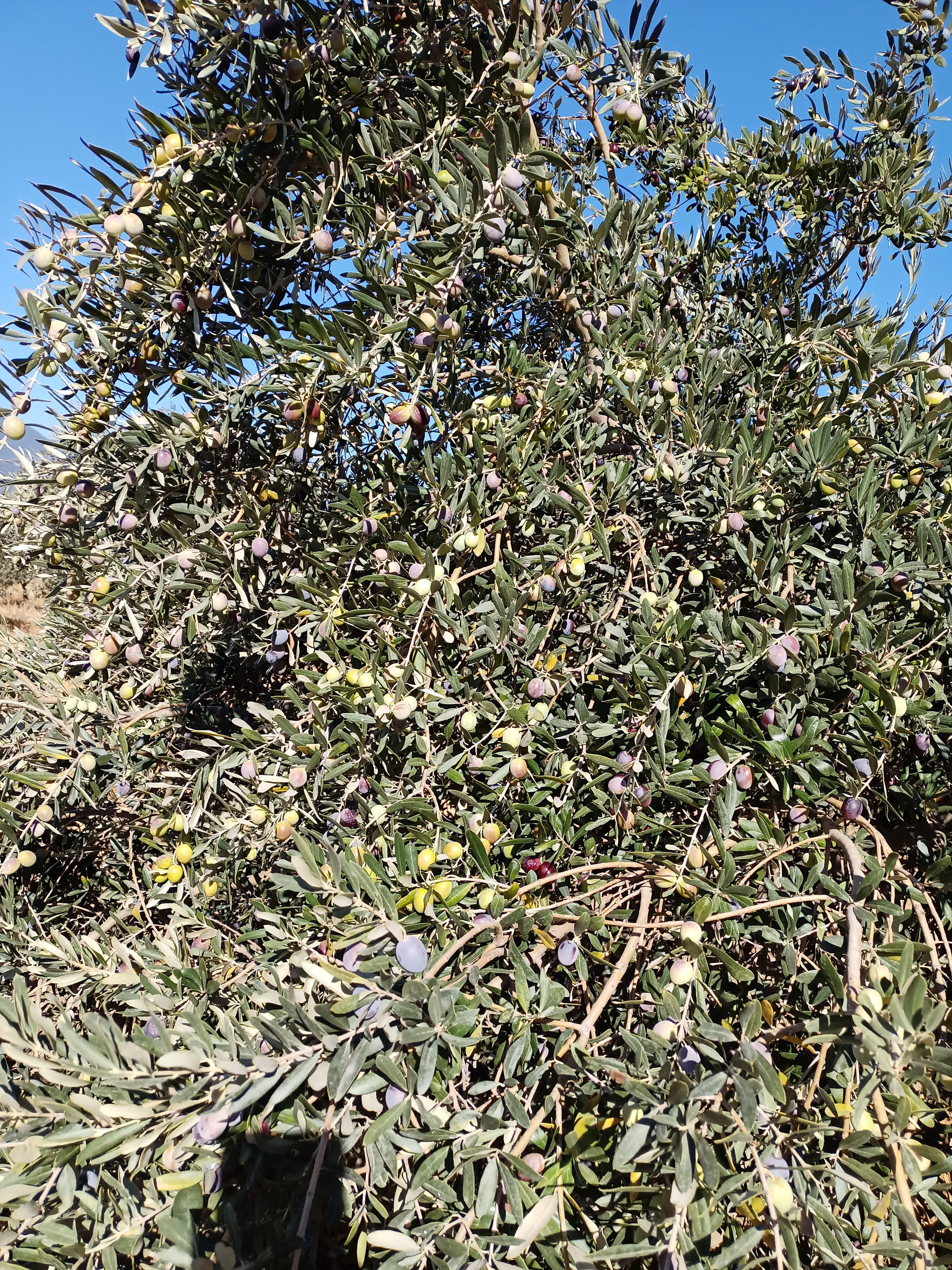 Zeytinyağı - Ali Özen tarafından verilen satılık zeytinyağı ilanını ve diğer satılık zeytinyağı ilanlarını tarimziraat.com adresinde bulabilirsiniz