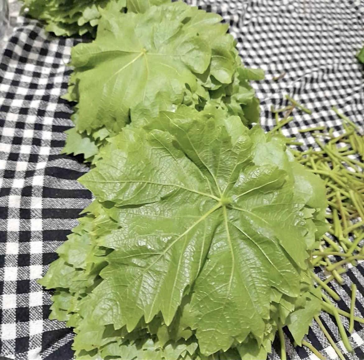 Manisa Salihli Satılık Üzüm yaprağı (salamura)