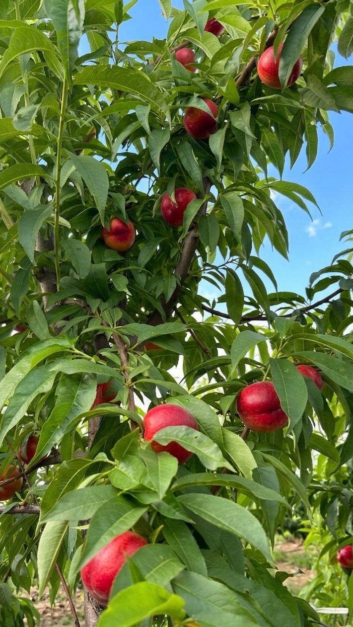 Nektarin - Beyza Danişoğlu tarafından verilen satılık boreal çeşidi nektarin  ilanını ve diğer satılık nektarin ilanlarını tarimziraat.com adresinde bulabilirsiniz