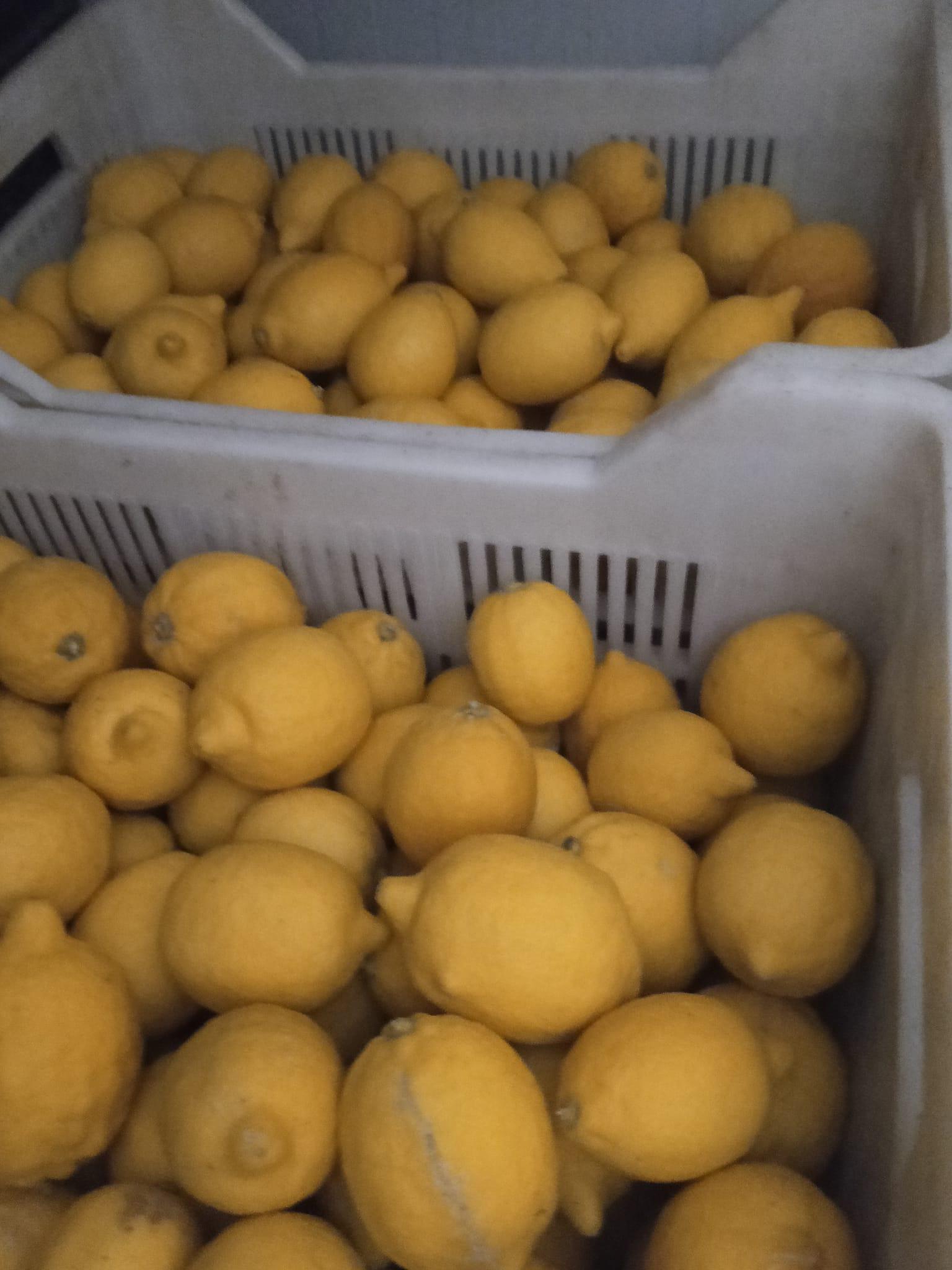 Limon - Aydın Arslan tarafından verilen satılık limon ilanını ve diğer satılık limon ilanlarını tarimziraat.com adresinde bulabilirsiniz
